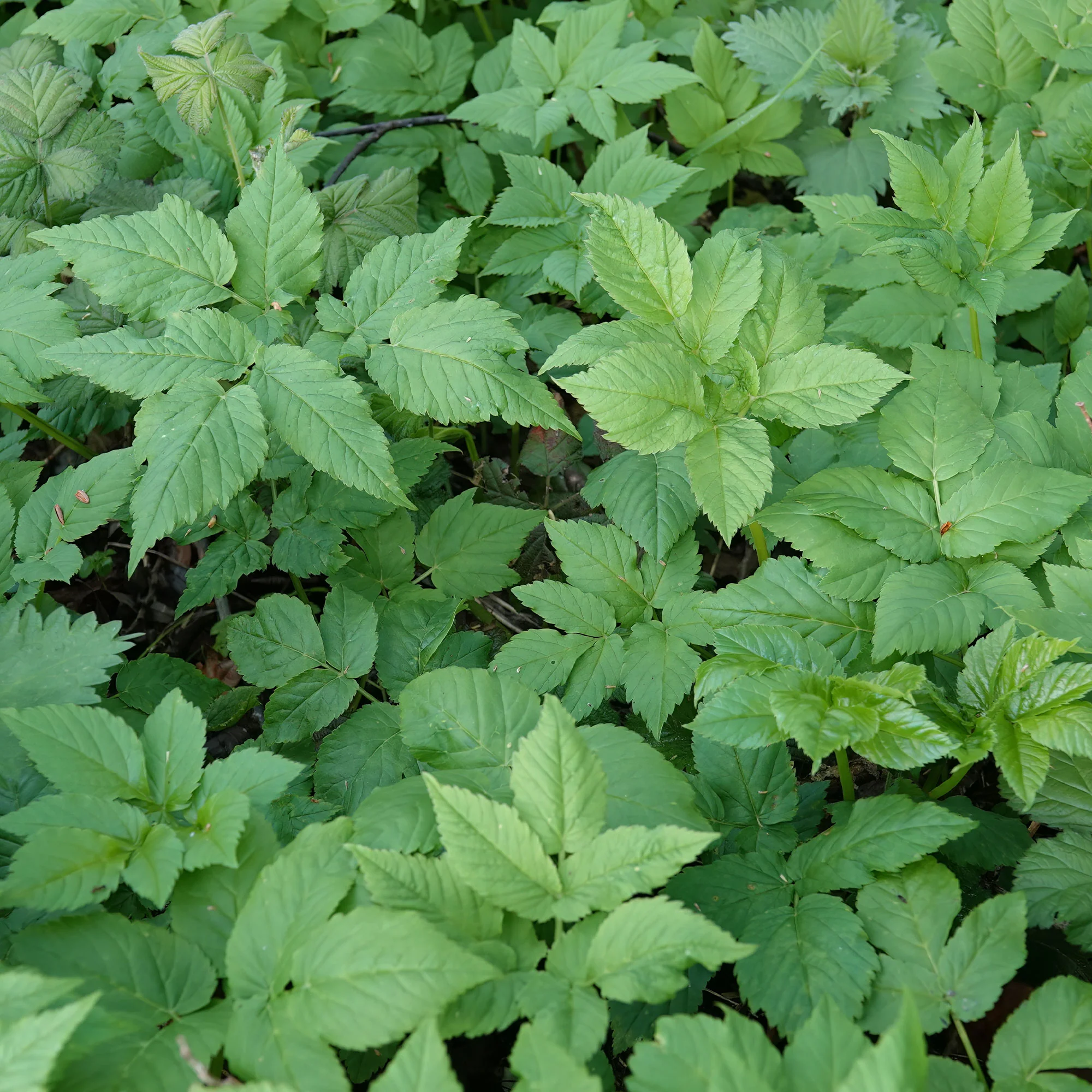 Herbe aux goutteux - Image 4