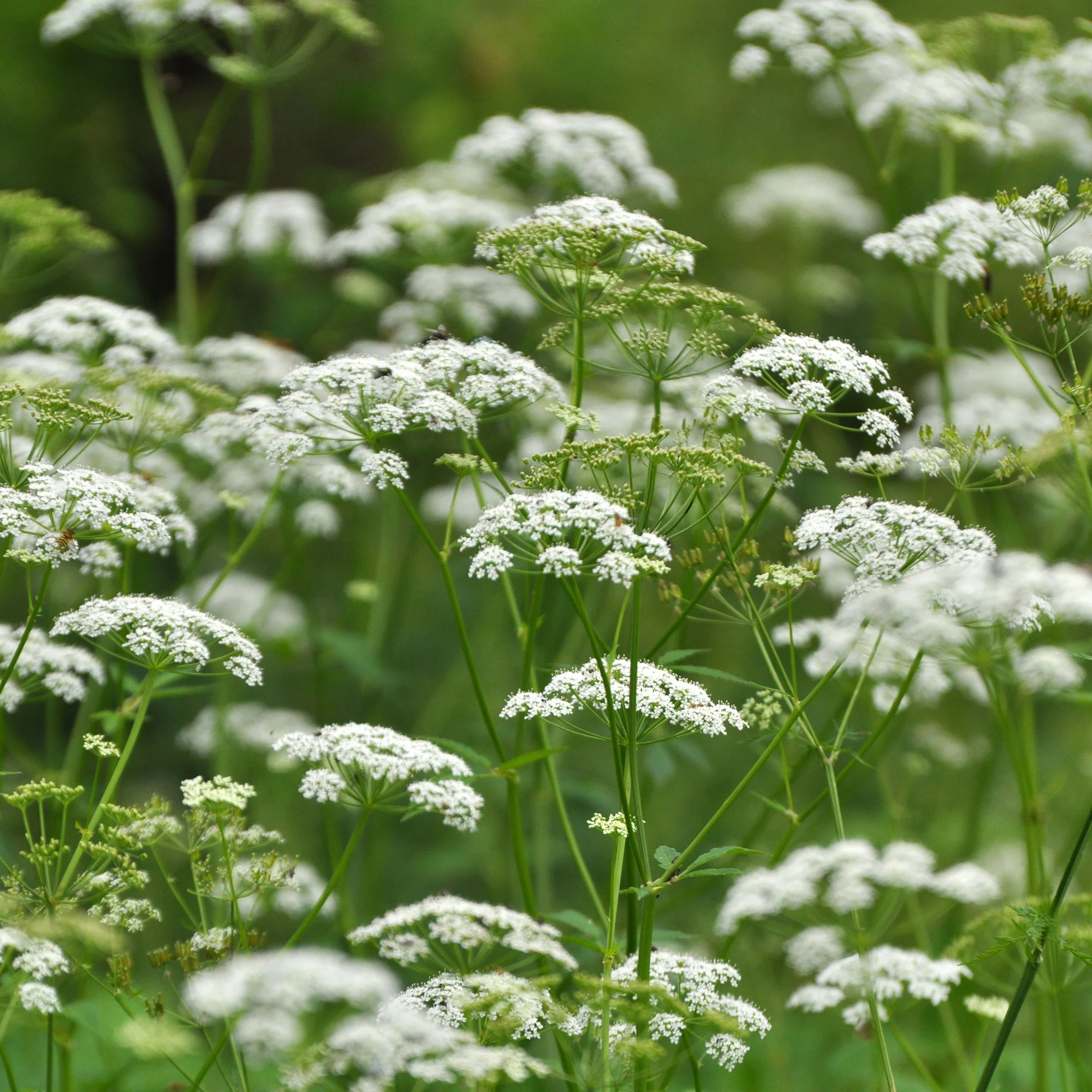 Herbe aux goutteux - Image 5