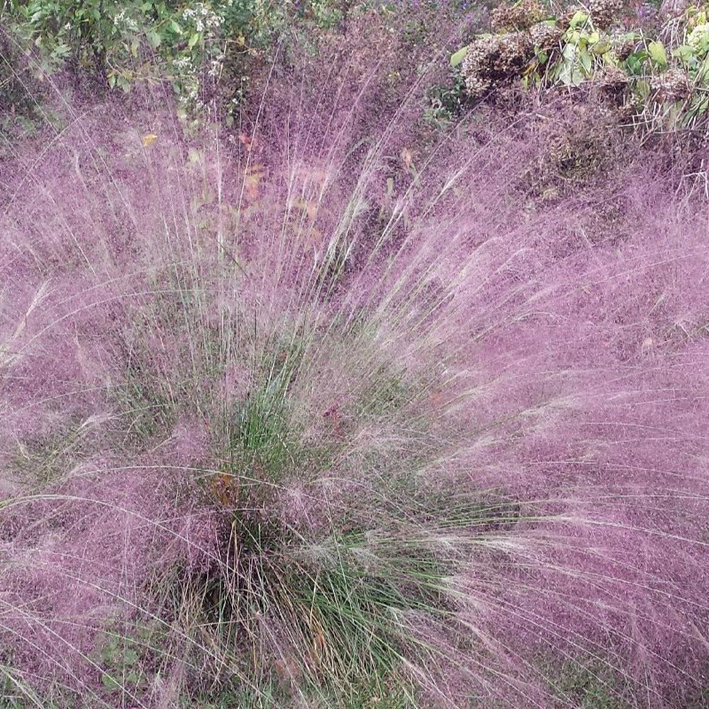 Herbe d'amour - Image 3