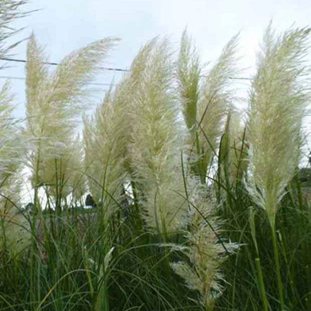 3 Herbes de la pampa