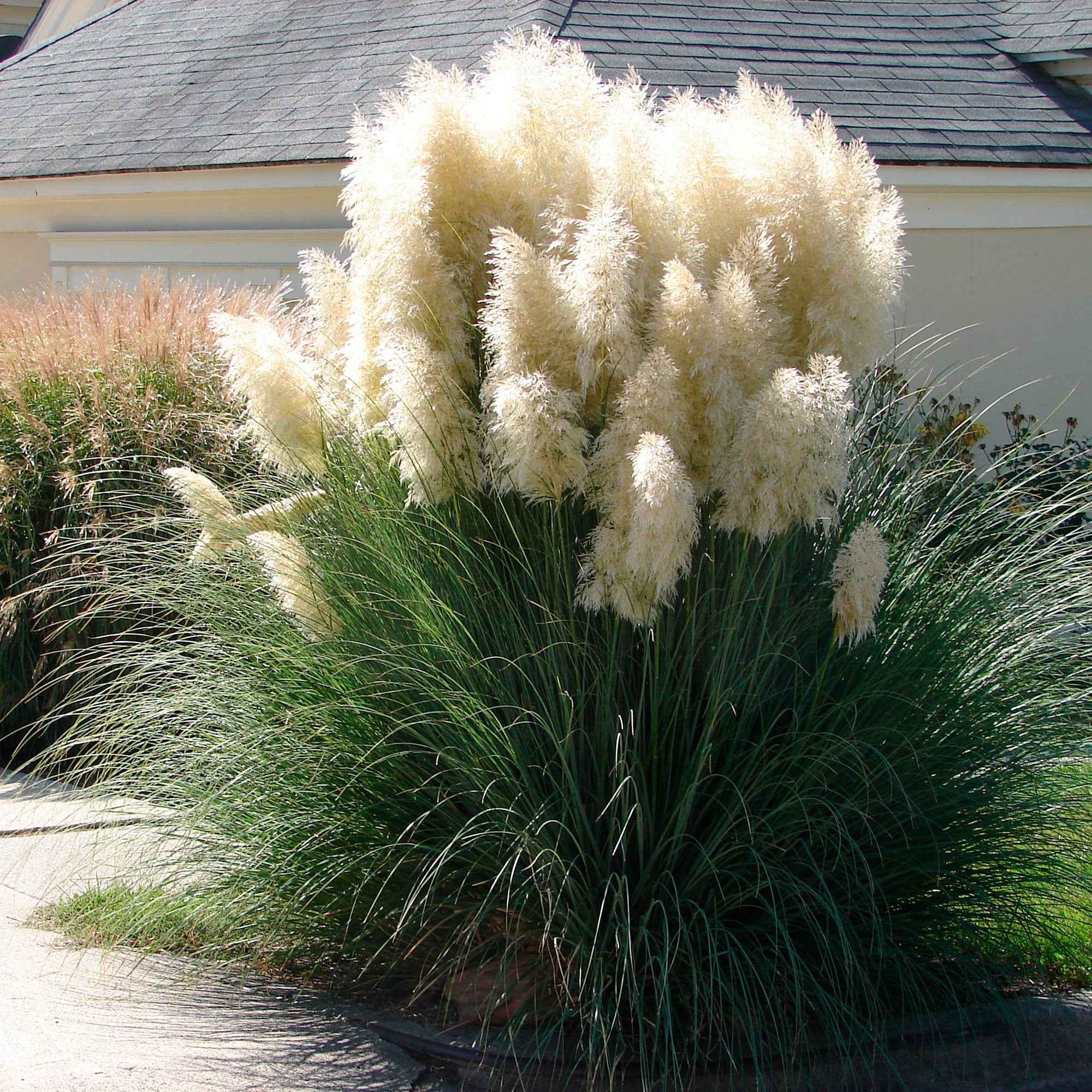 Herbe de la pampa 'Evita'
