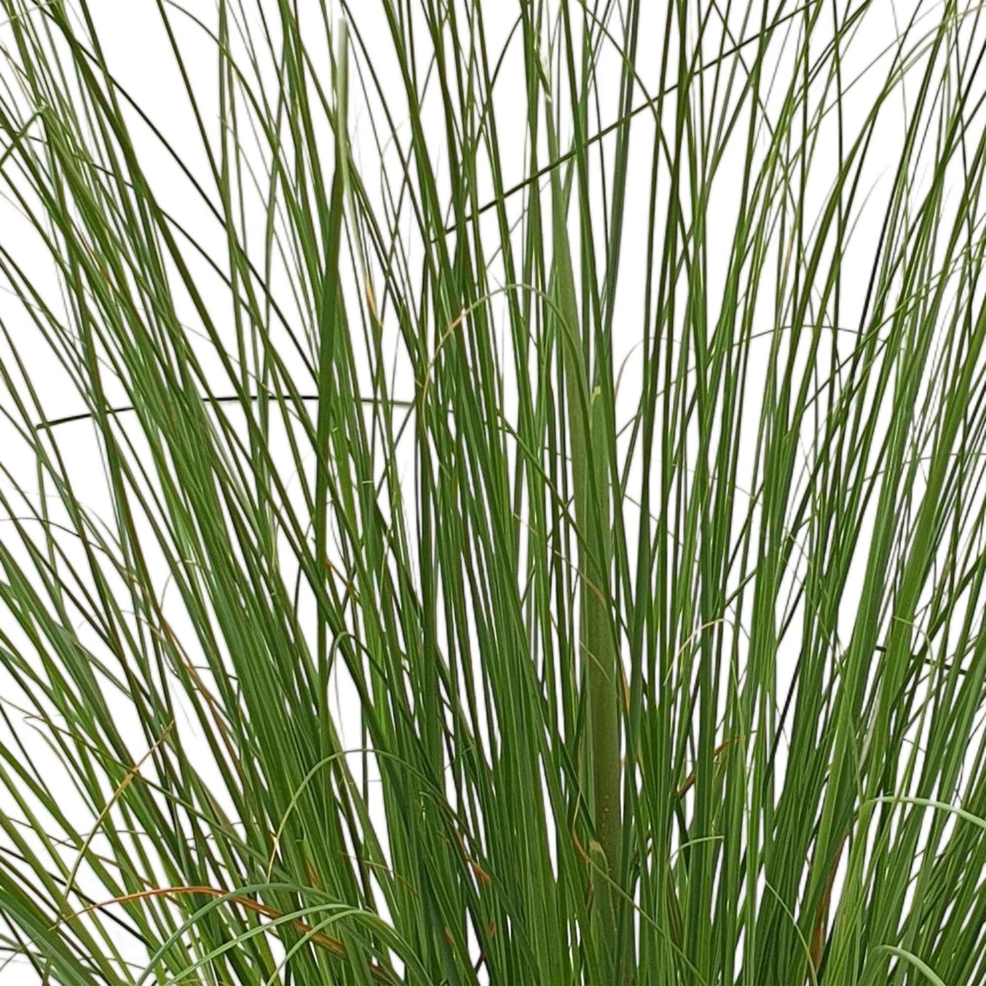 Herbe de la pampa 'Evita' - Image 2