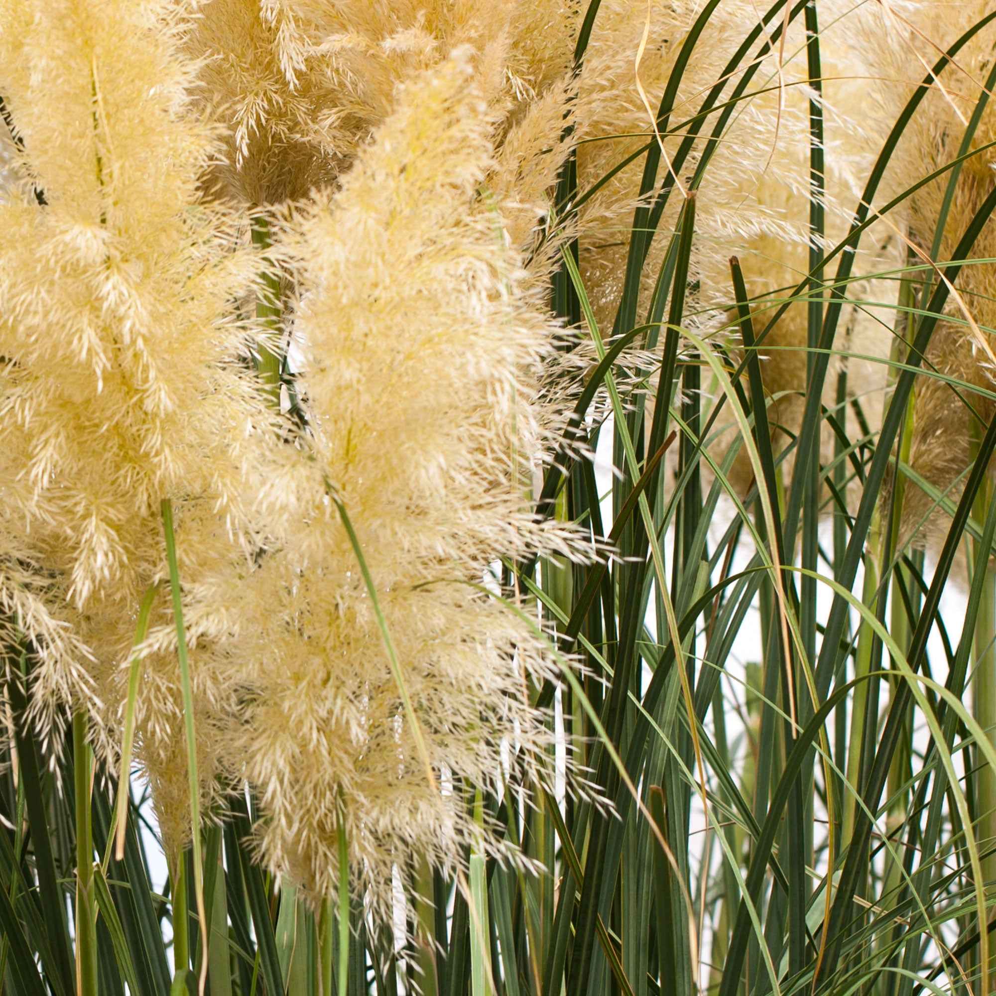 Herbe de la pampa 'Evita' - Image 3
