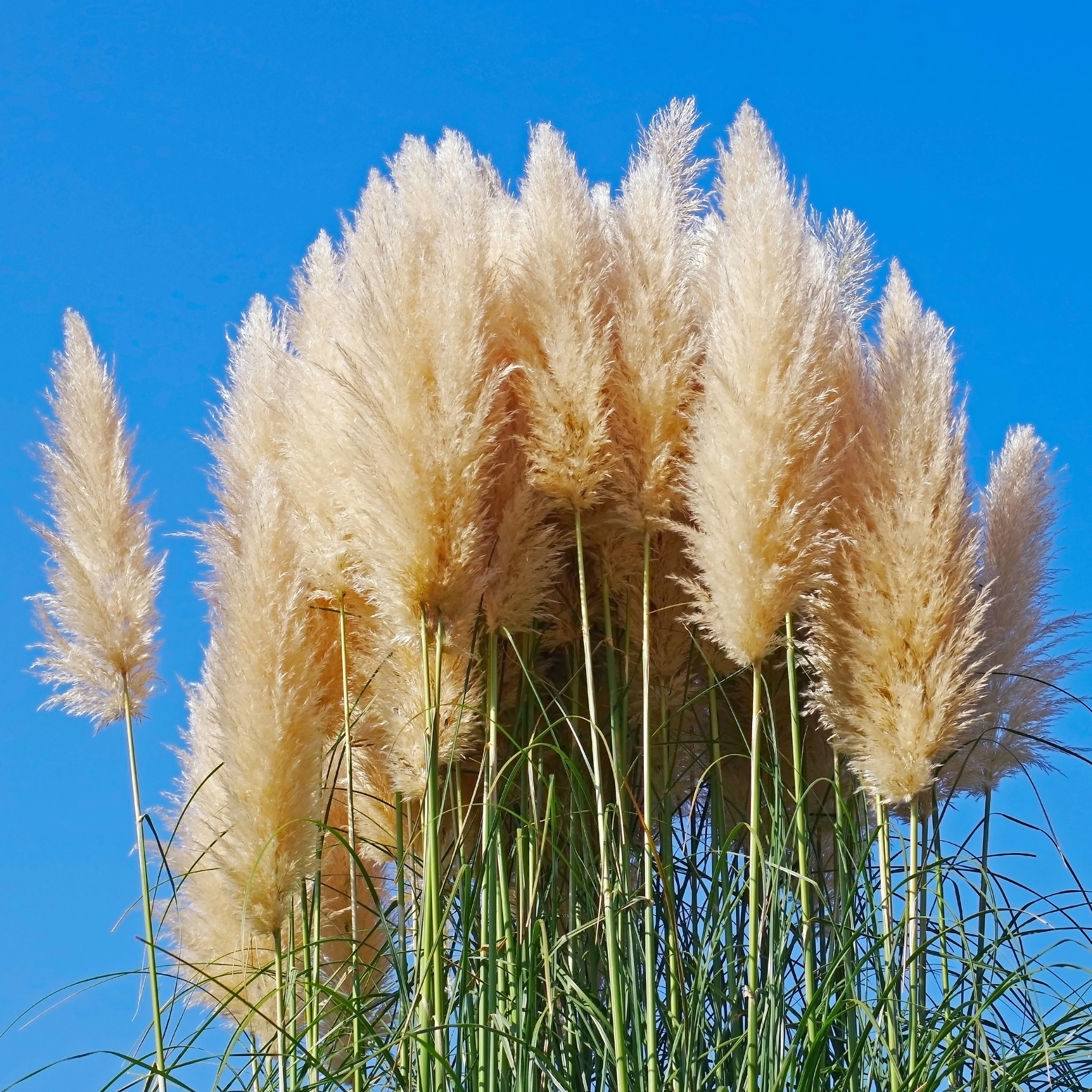 Herbe de la pampa 'Pumila' - Image 2