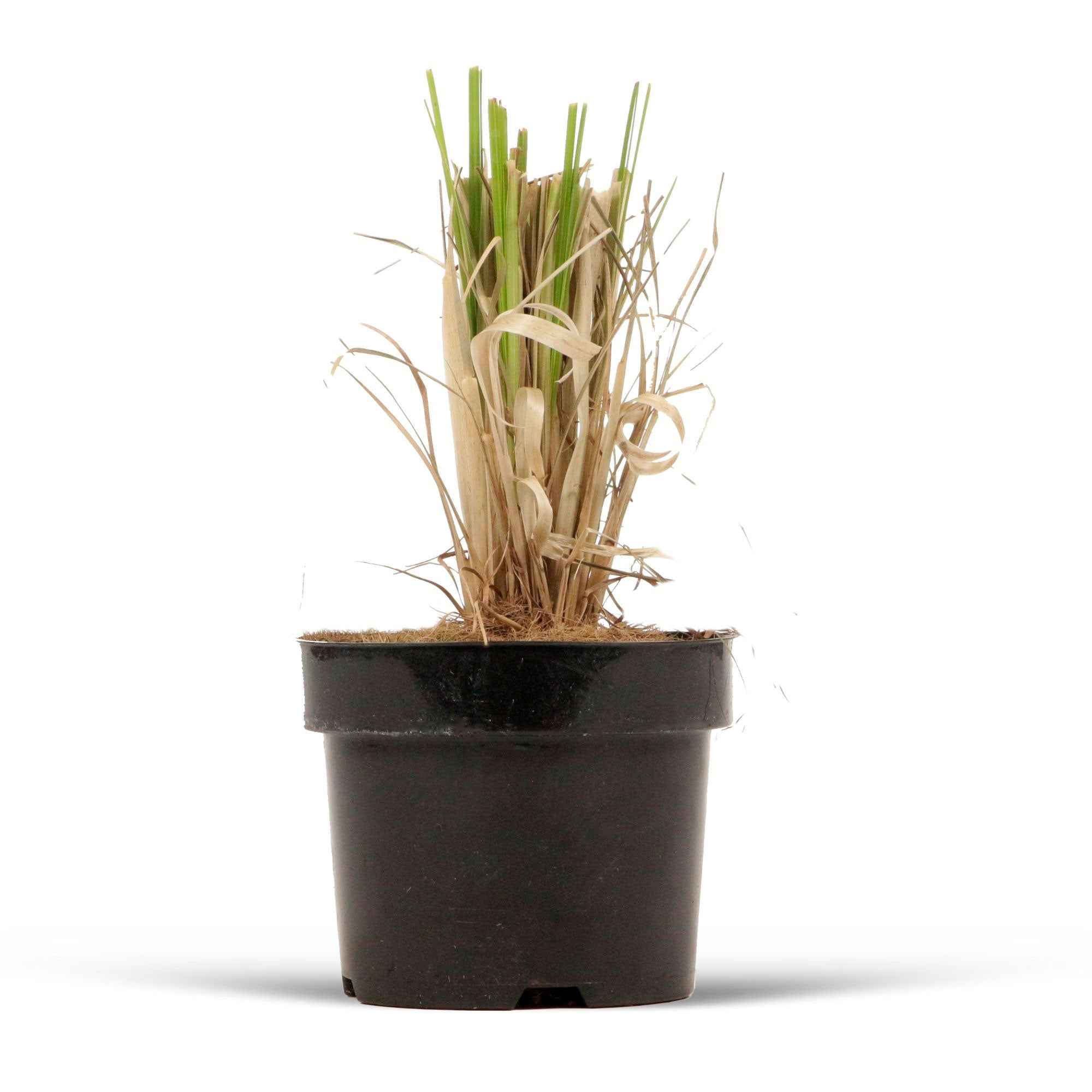 Herbe de la pampa 'Rosea' - Image 2