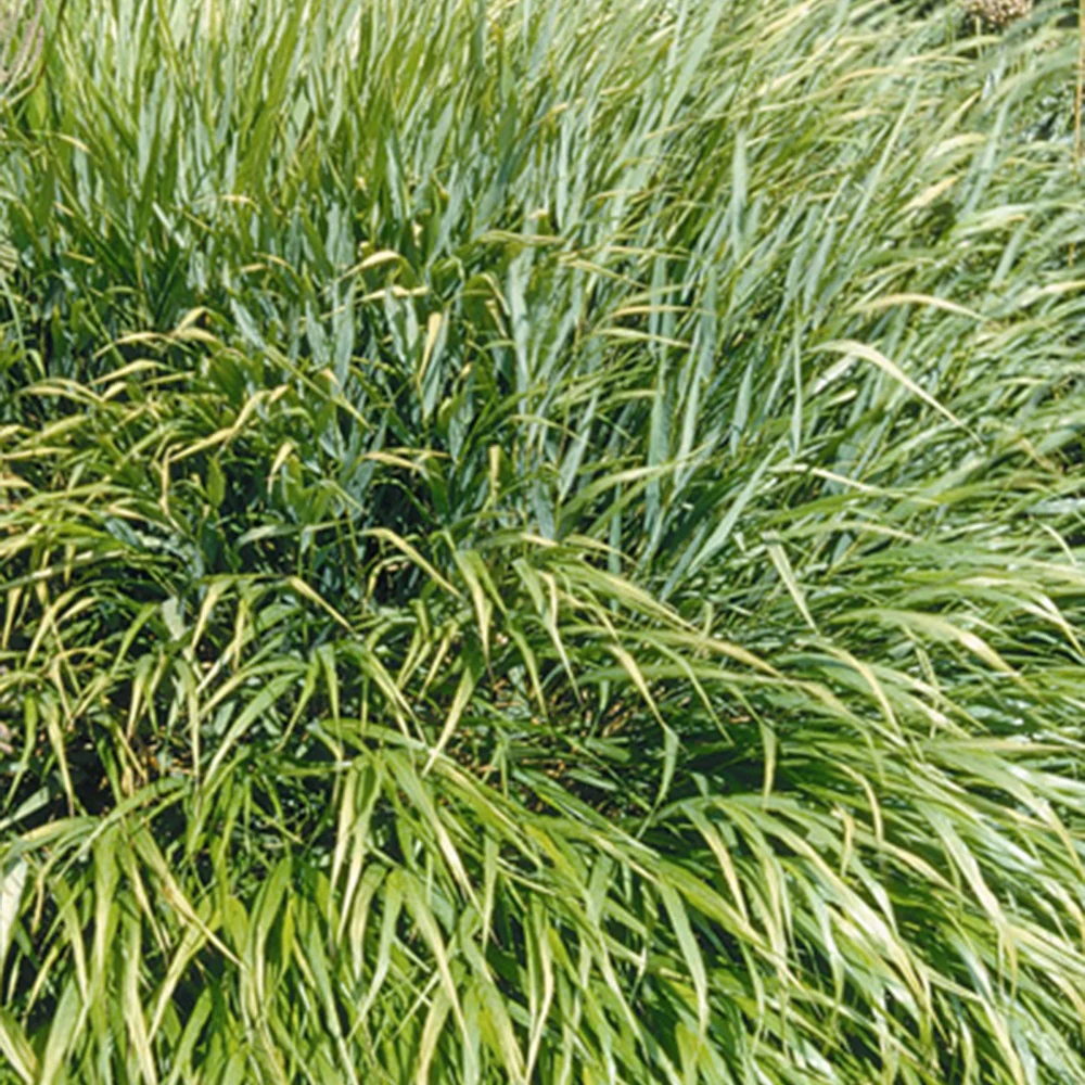Herbe du Japon - Image 4