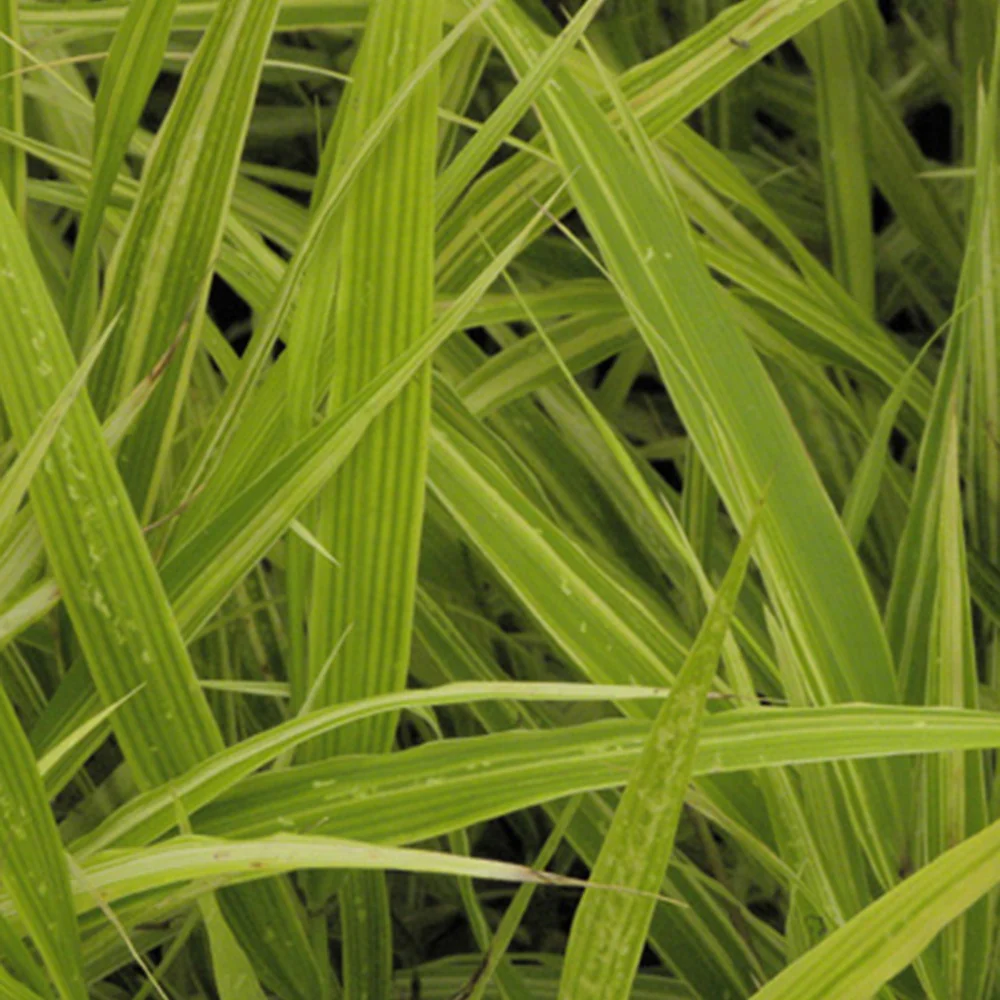 Herbe du Japon Albovariegata