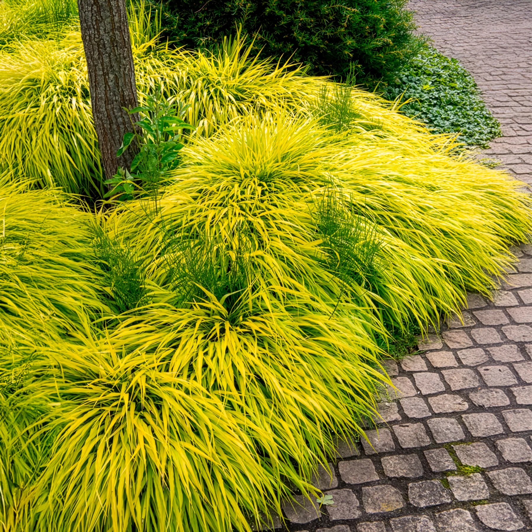 Herbe du Japon All Gold - Image 2