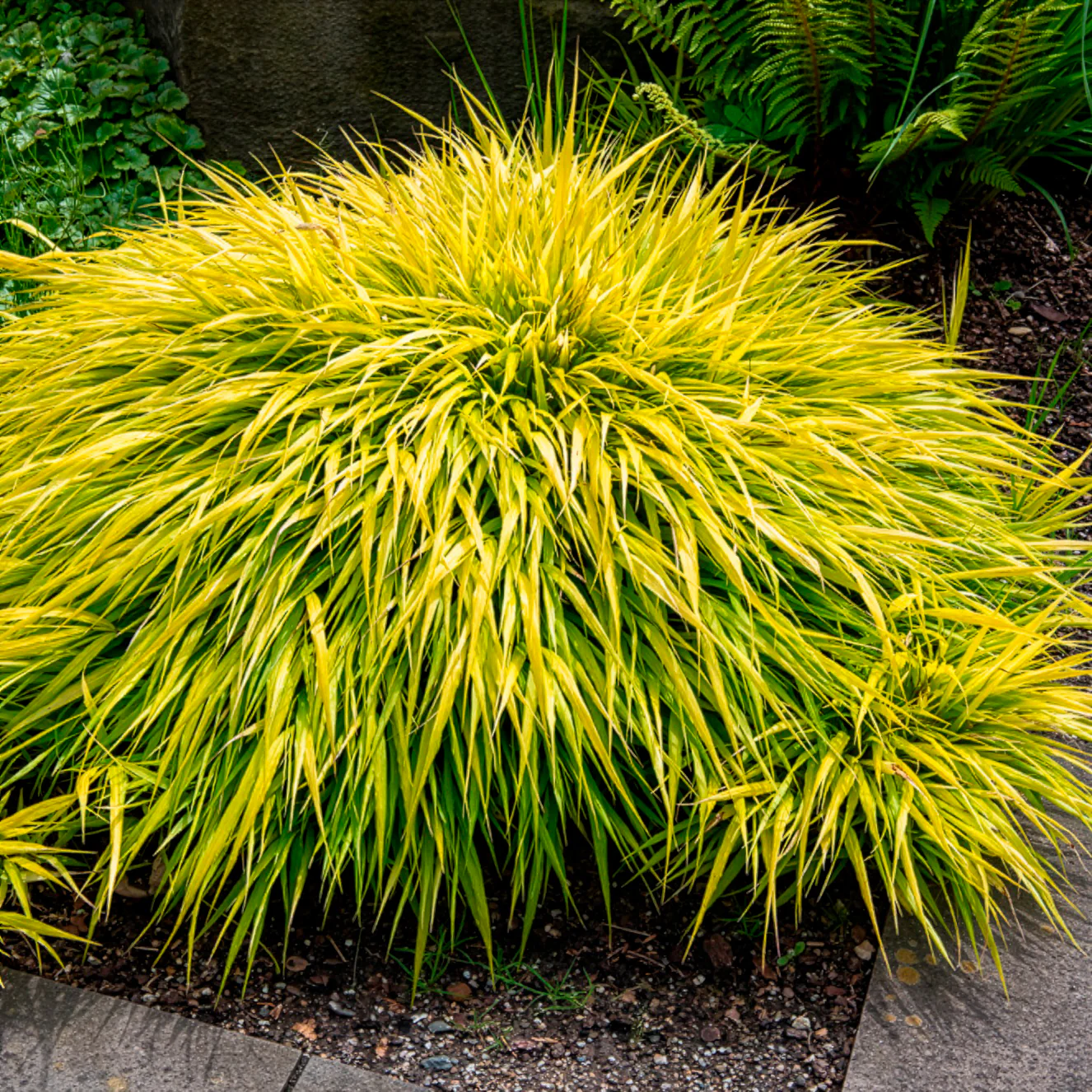 Herbe du Japon All Gold - Image 3