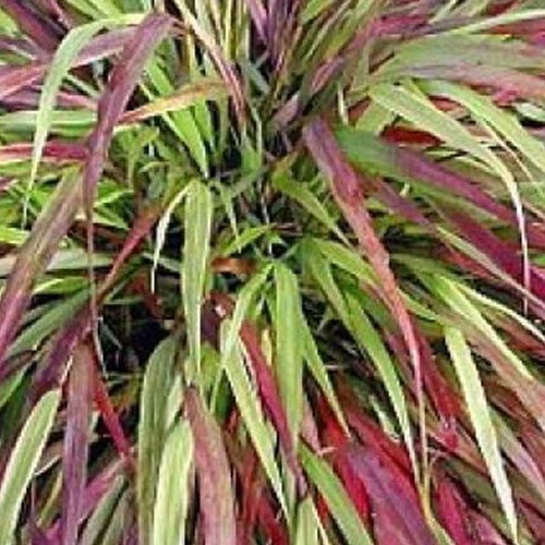 Herbe du Japon Naomi