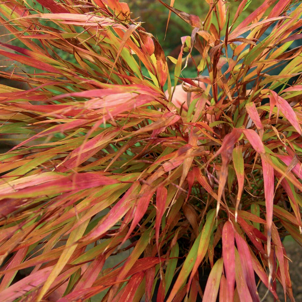Herbe du Japon Nicolas