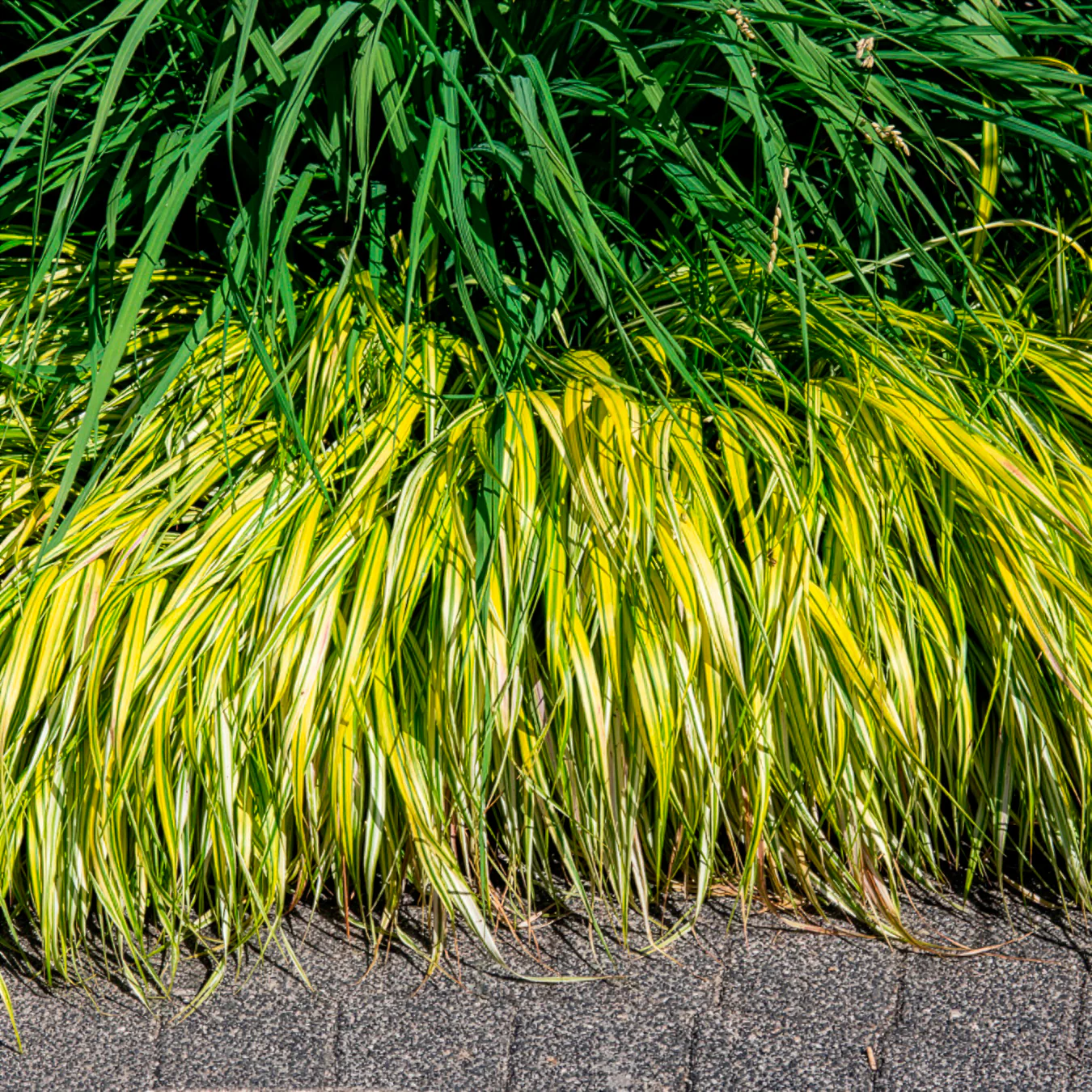 Herbe du Japon panachée Aureola - Image 2