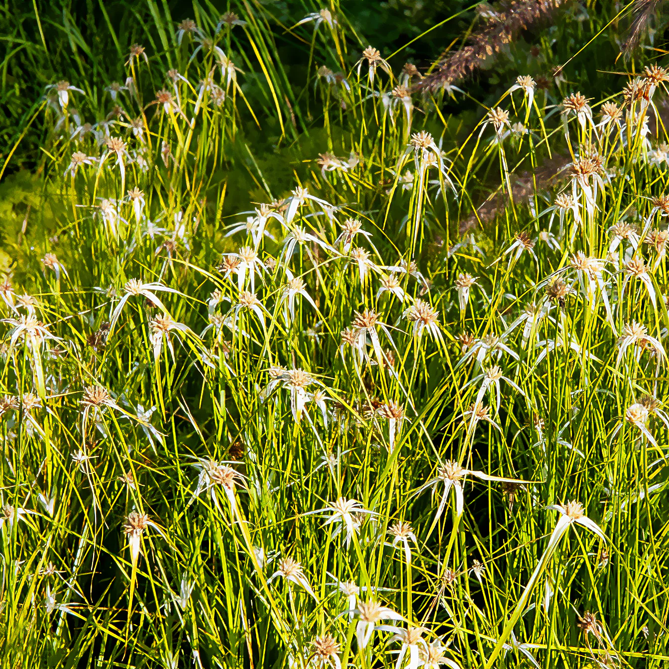 Herbe étoilée - Image 3