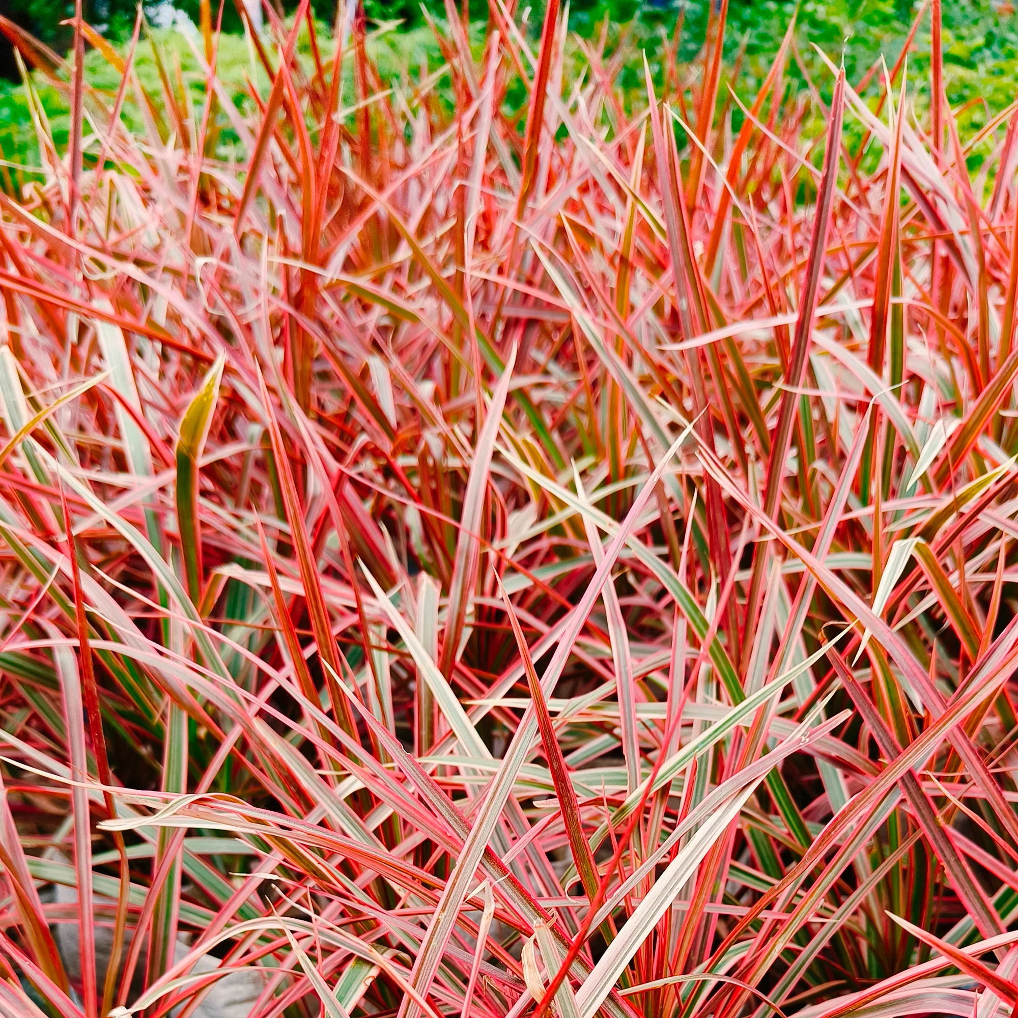 Herbe rouge Belinda's Find®