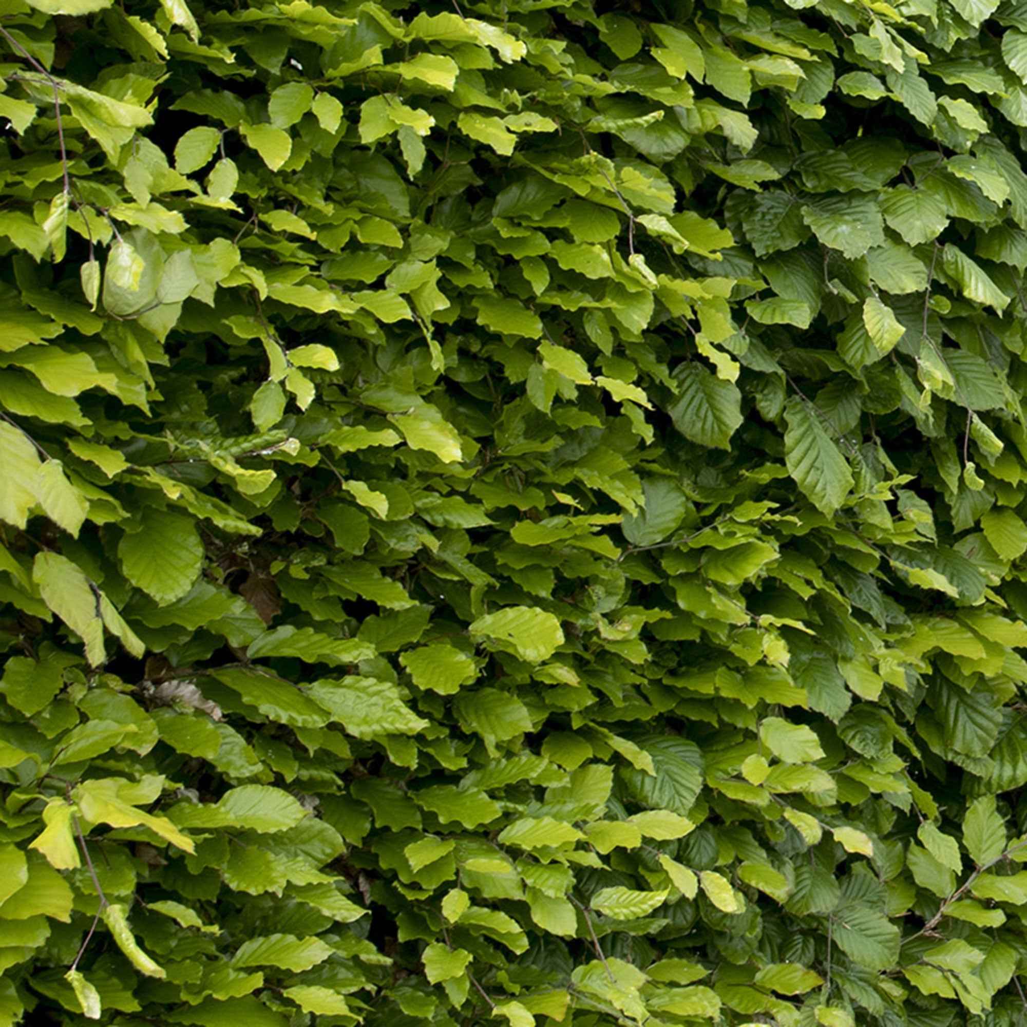 Hêtre commun #1 - Image 2