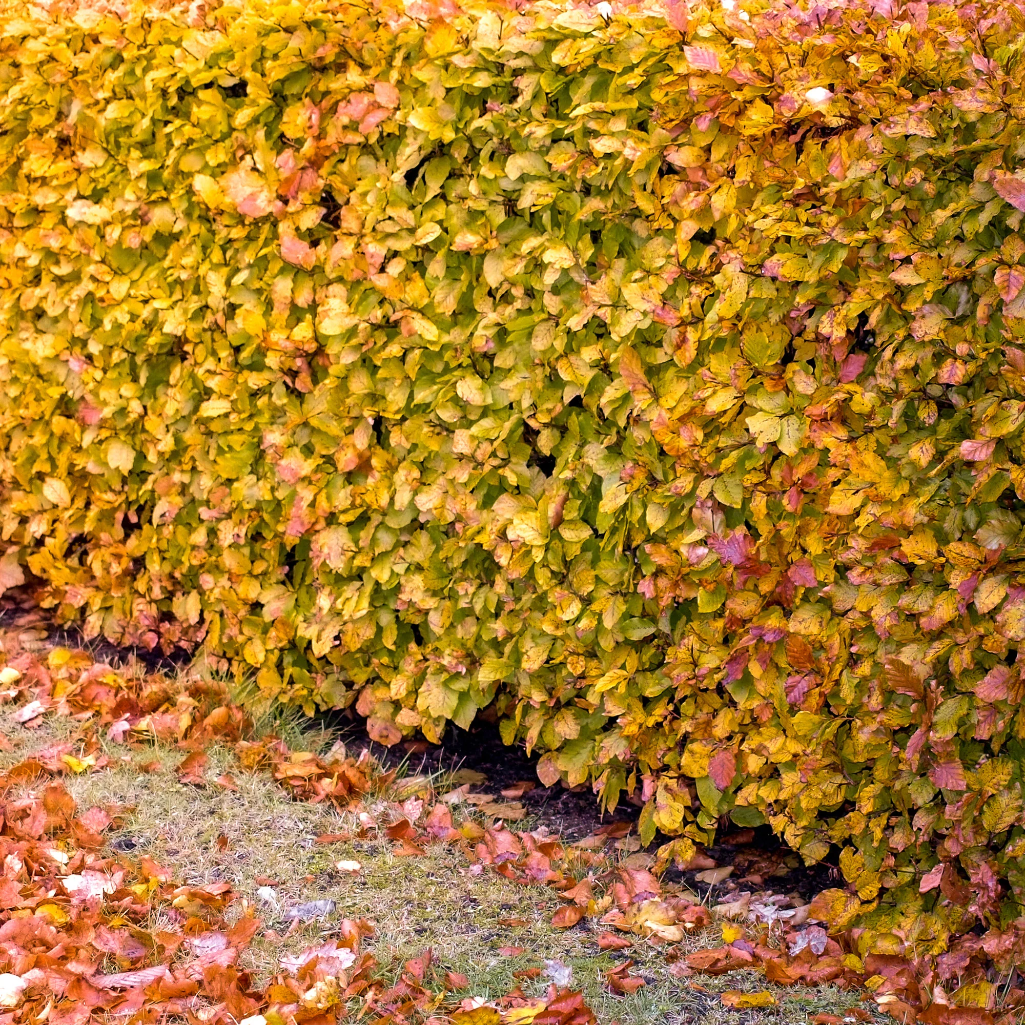Hêtre commun #1 - Image 3