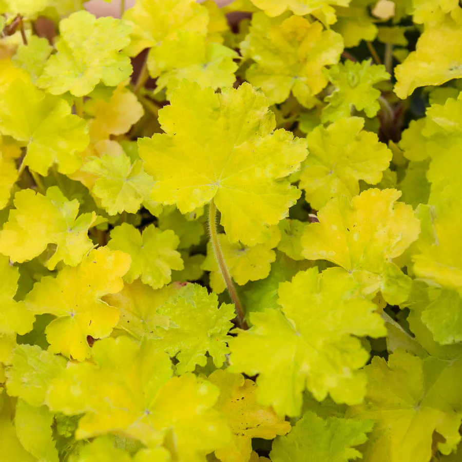 Heuchère Citronelle ®