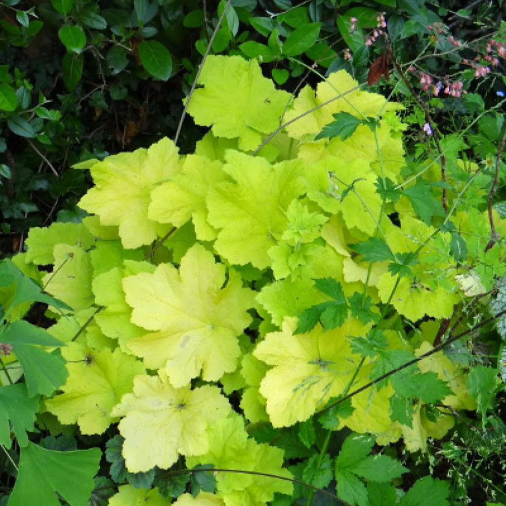 Heuchère Citronelle ® - Image 2