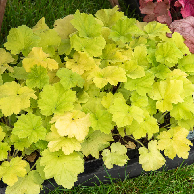 Heuchère Citronelle ® - Image 3