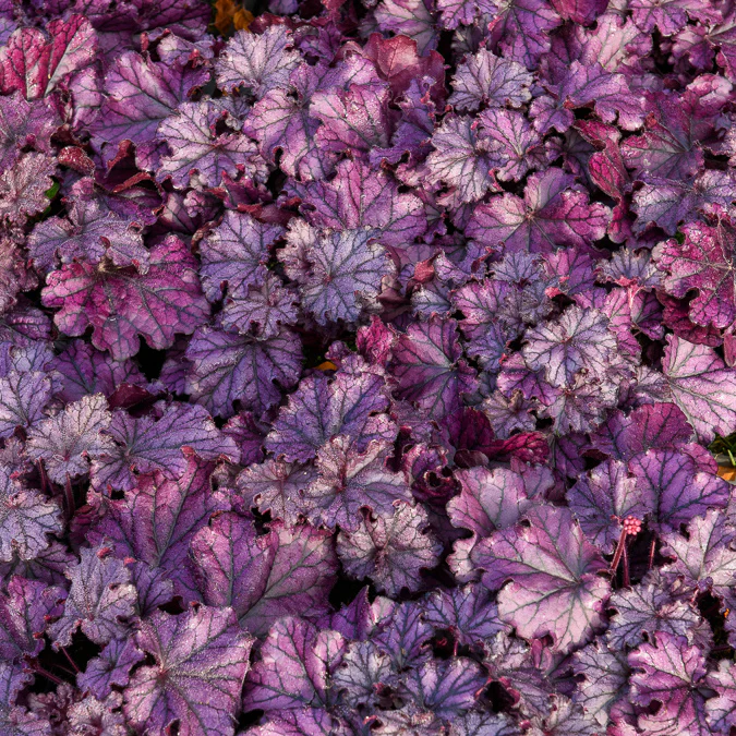 Heuchère Forever Purple - Image 3