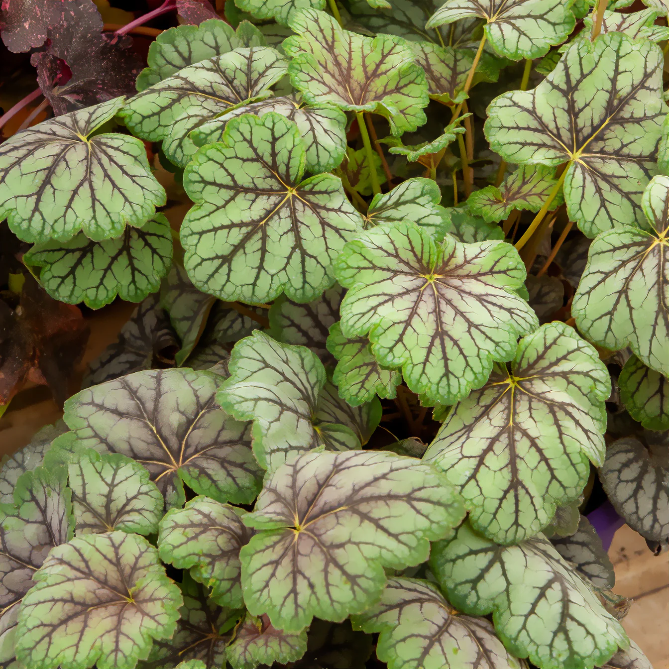 Heuchère Green Spice - Image 3