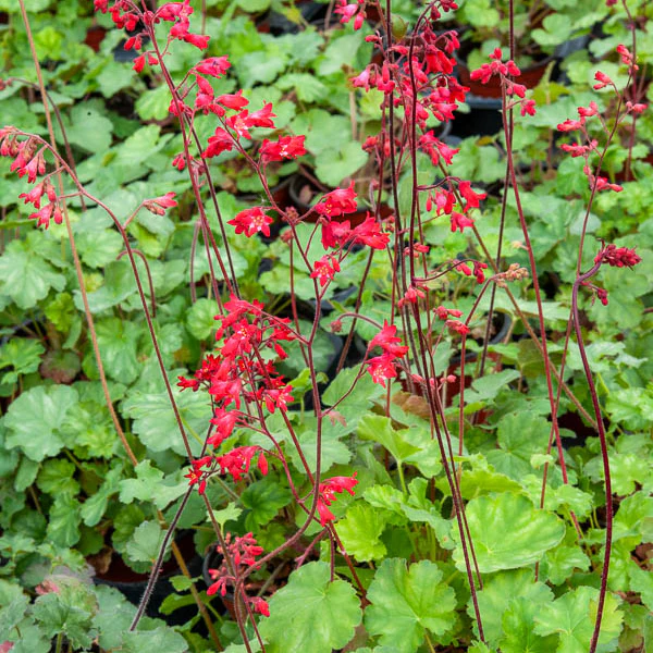 Heuchère sanguine Leuchtkäfer