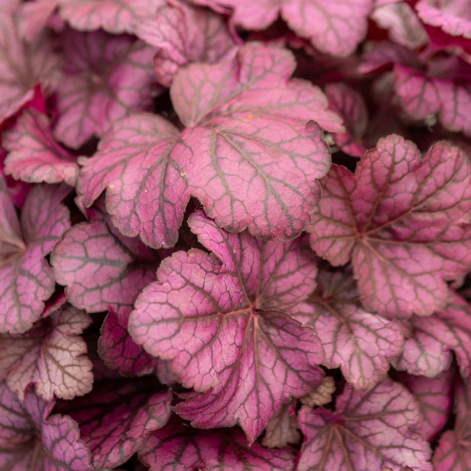 Heuchère Wild Rose - Image 6