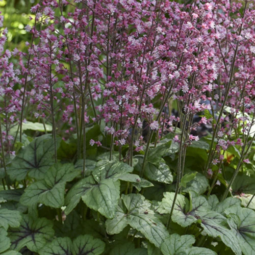 Heucherella Pink Fizz