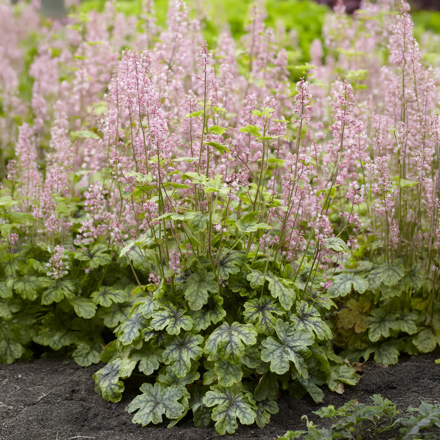 Heucherella Tapestry