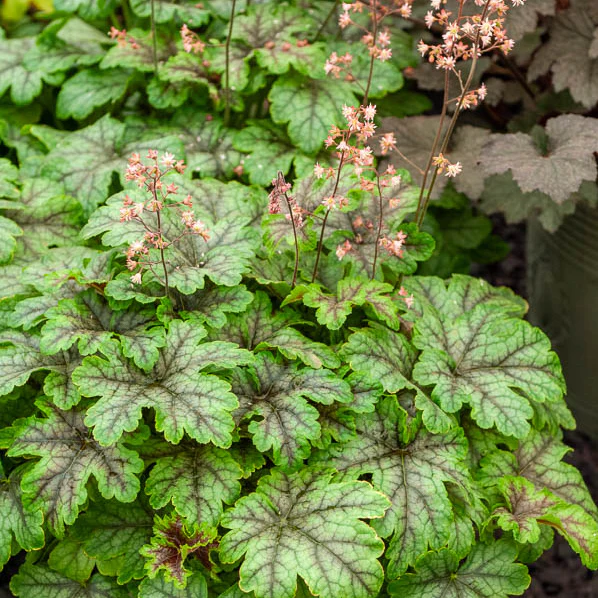 Heucherella Tapestry - Image 2