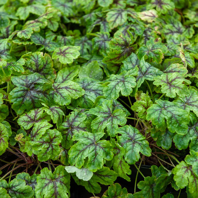 Heucherella Tapestry - Image 3