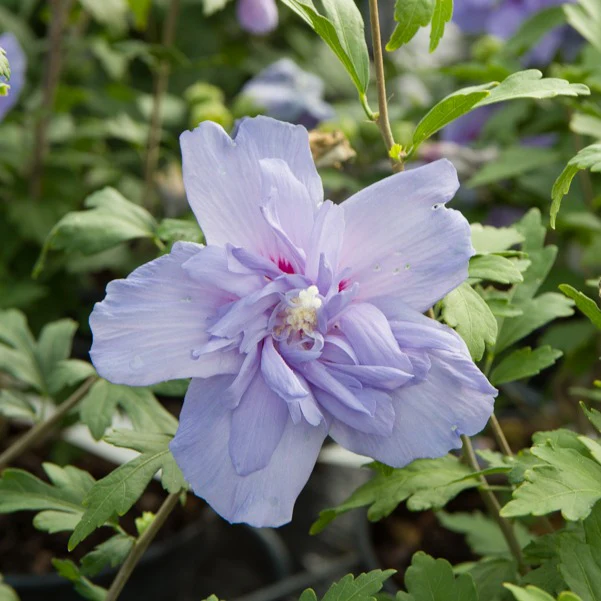 Hibiscus Blue Chiffon