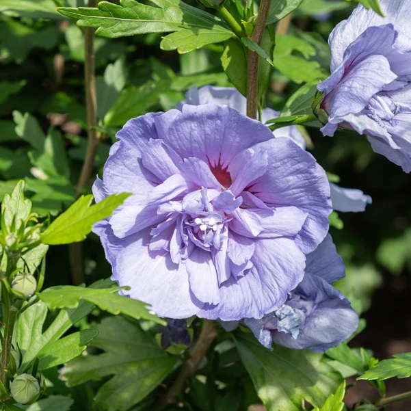 Hibiscus Blue Chiffon - Image 2