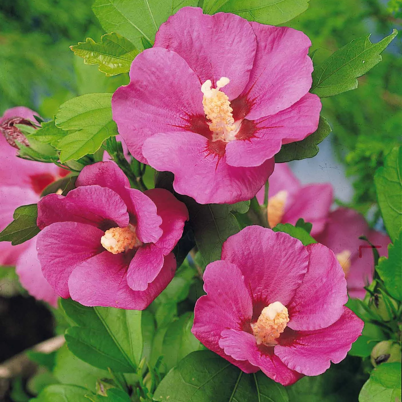 Hibiscus de jardin sur tige - Image 2