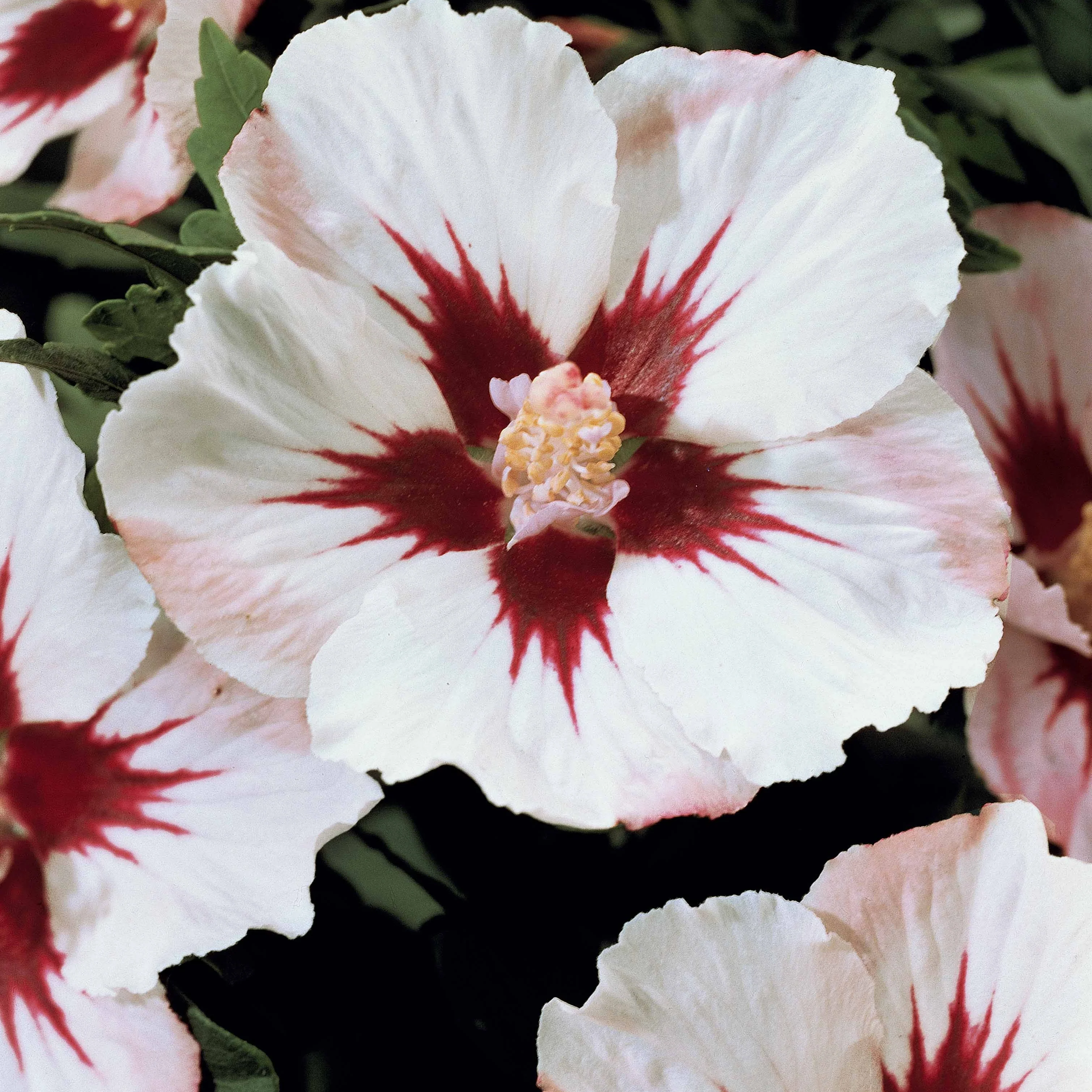 Hibiscus de jardin sur tige blanc/rouge
