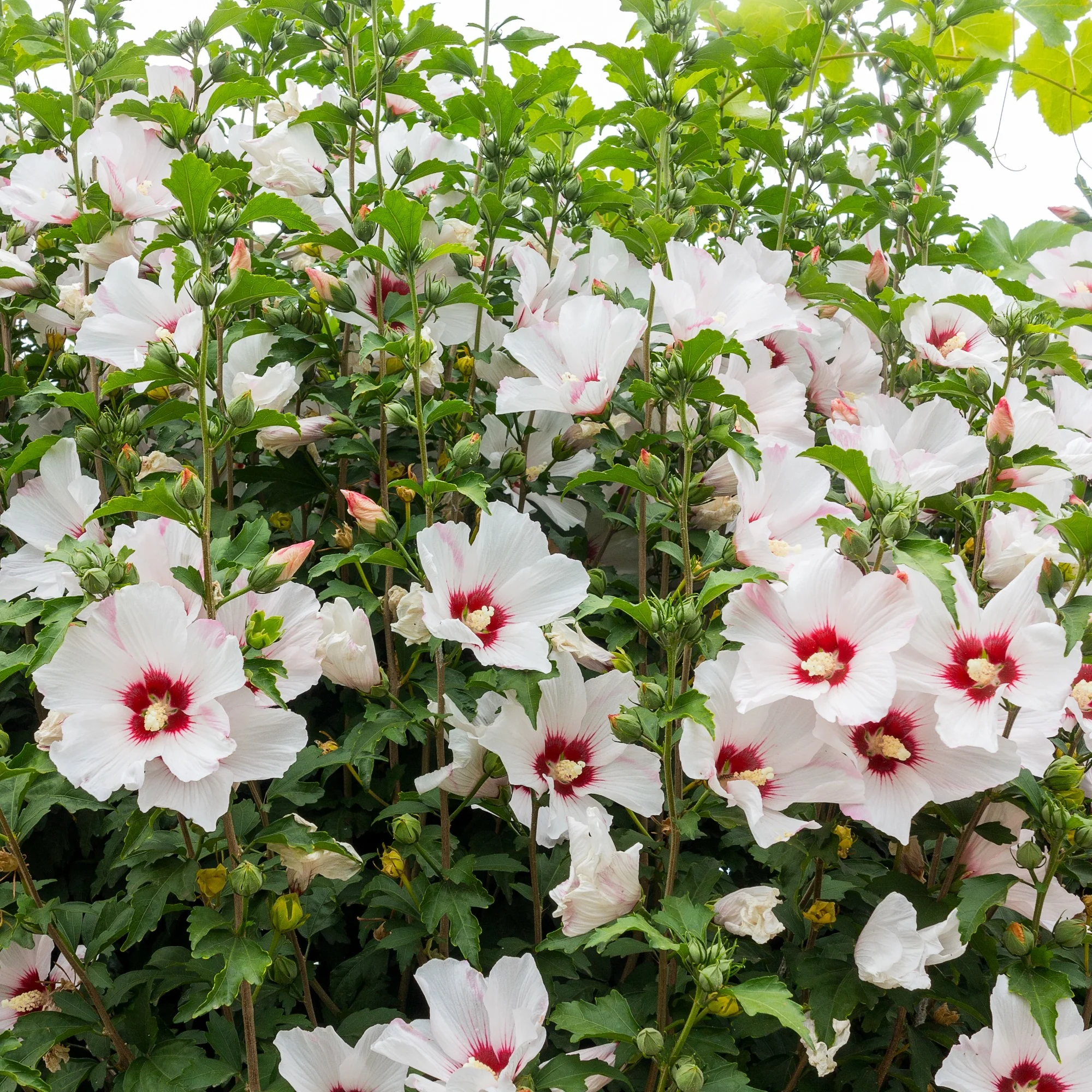 Hibiscus de jardin sur tige blanc/rouge - Image 3
