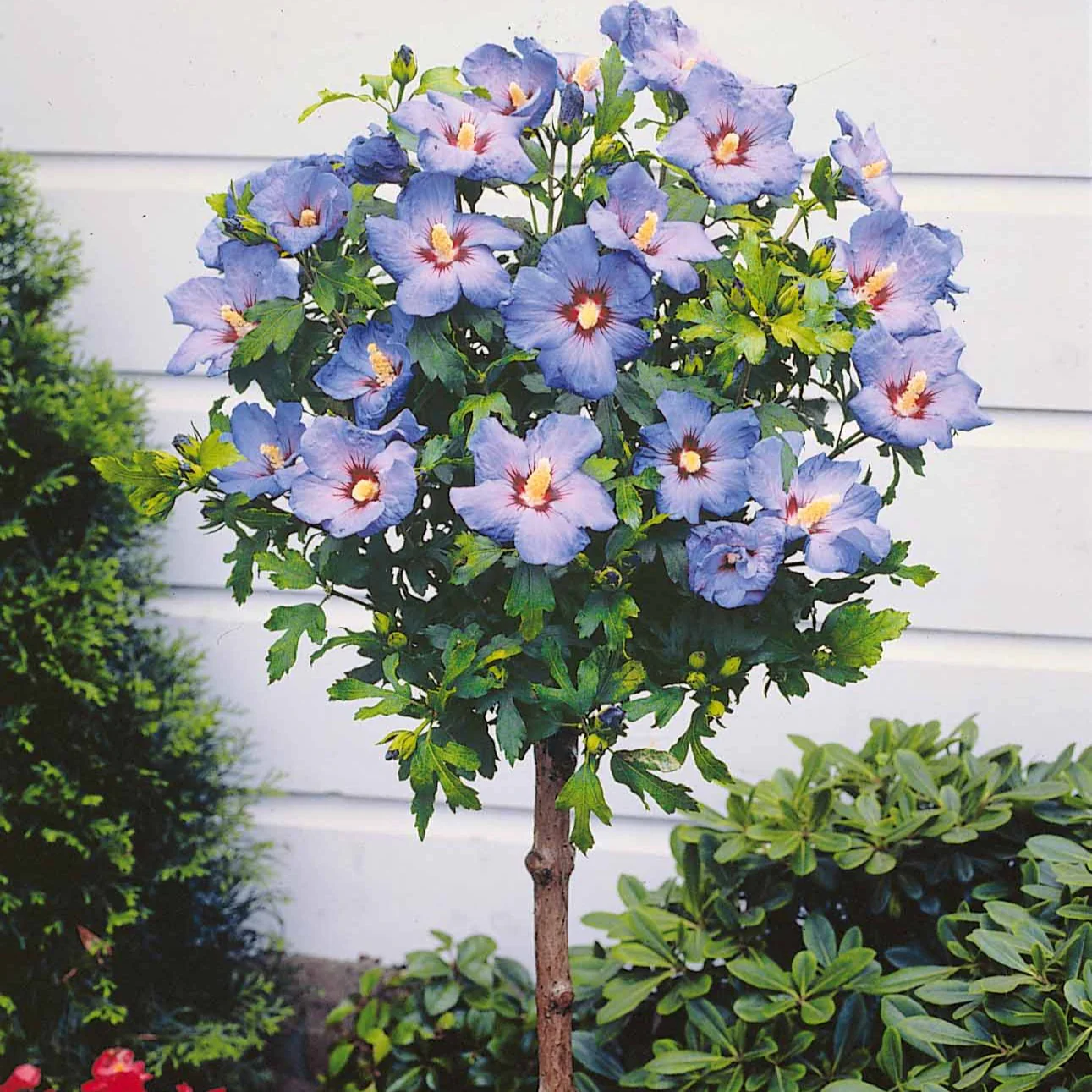 Hibiscus de jardin sur tige bleu - Image 2