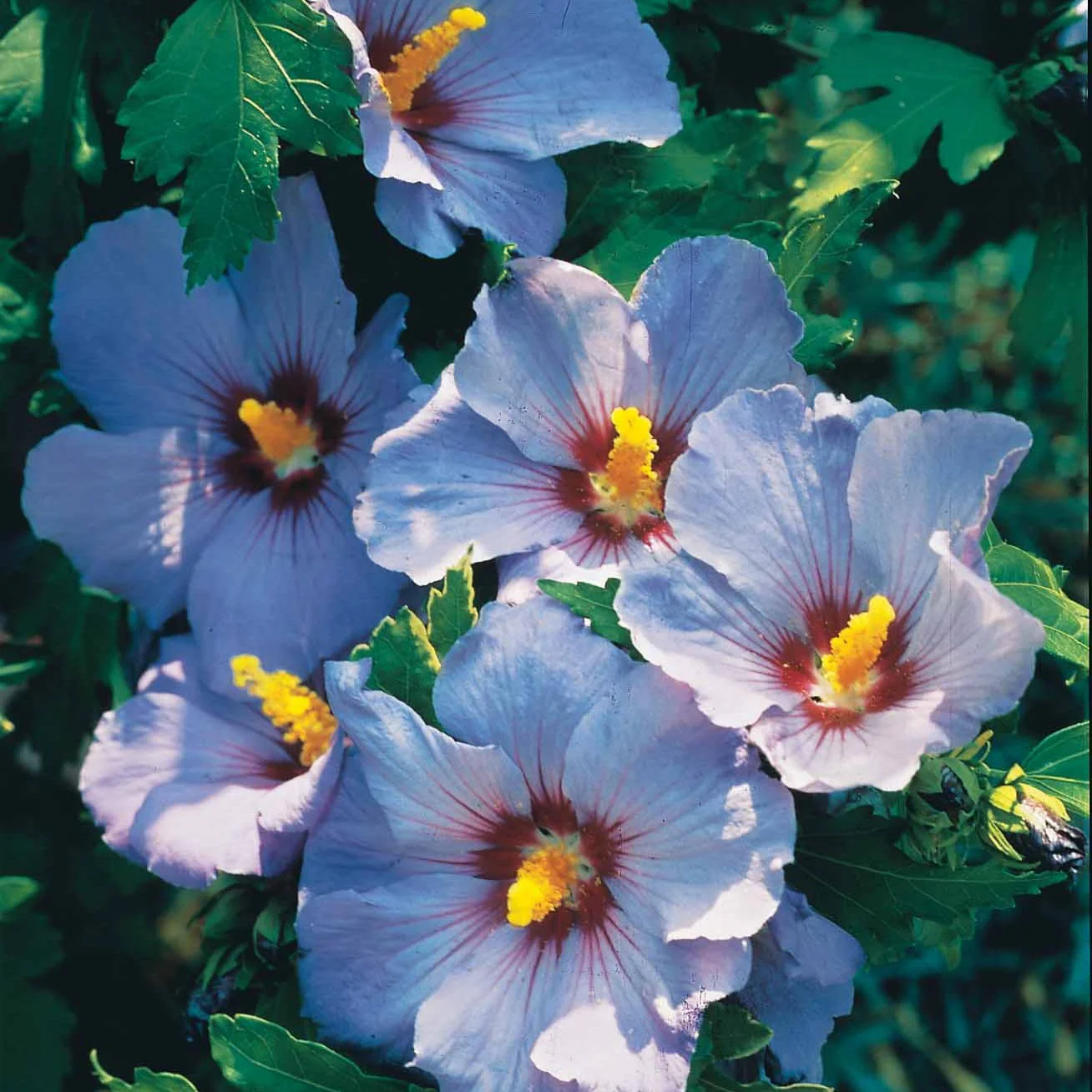 Hibiscus de jardin sur tige bleu - Image 4