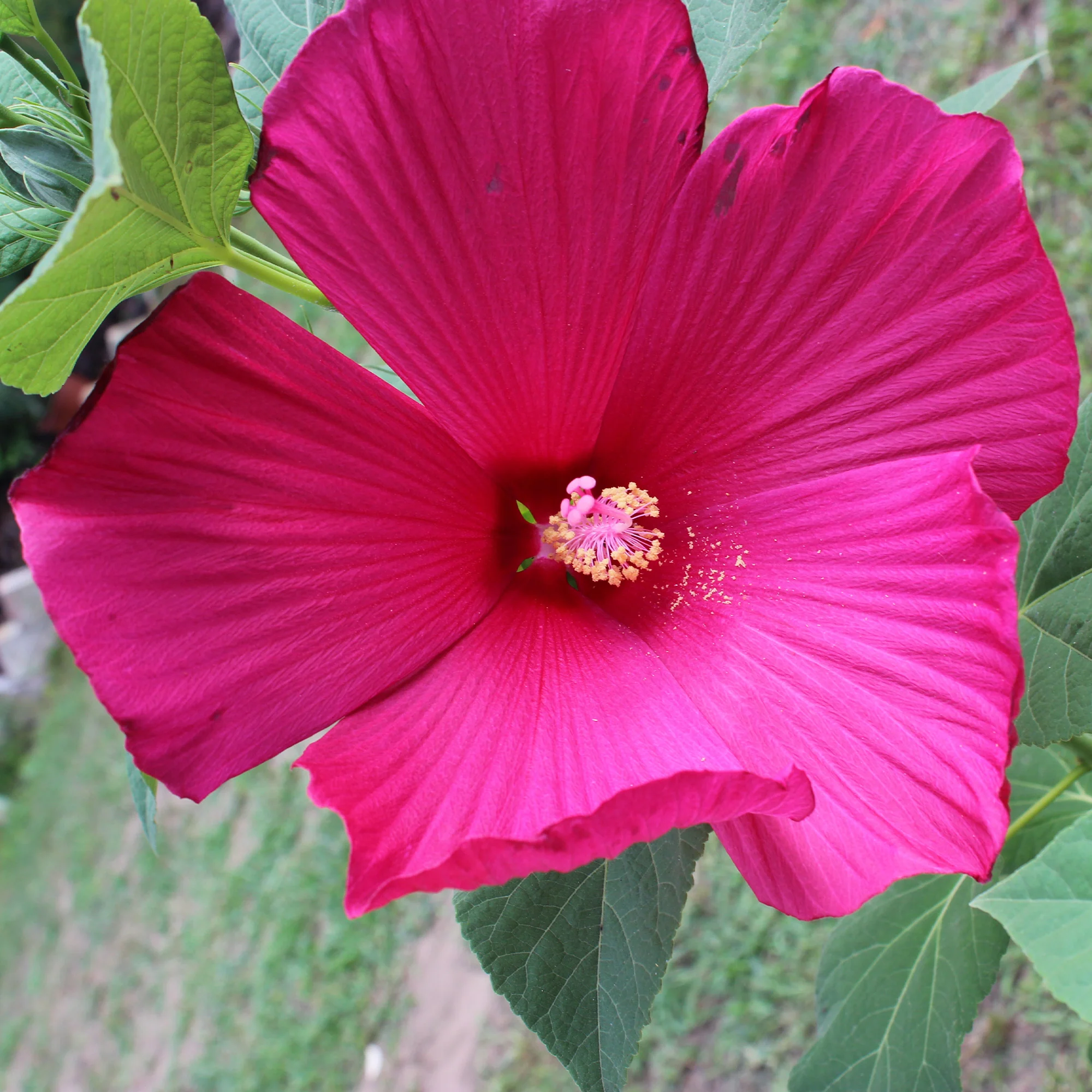 Hibiscus des marais
