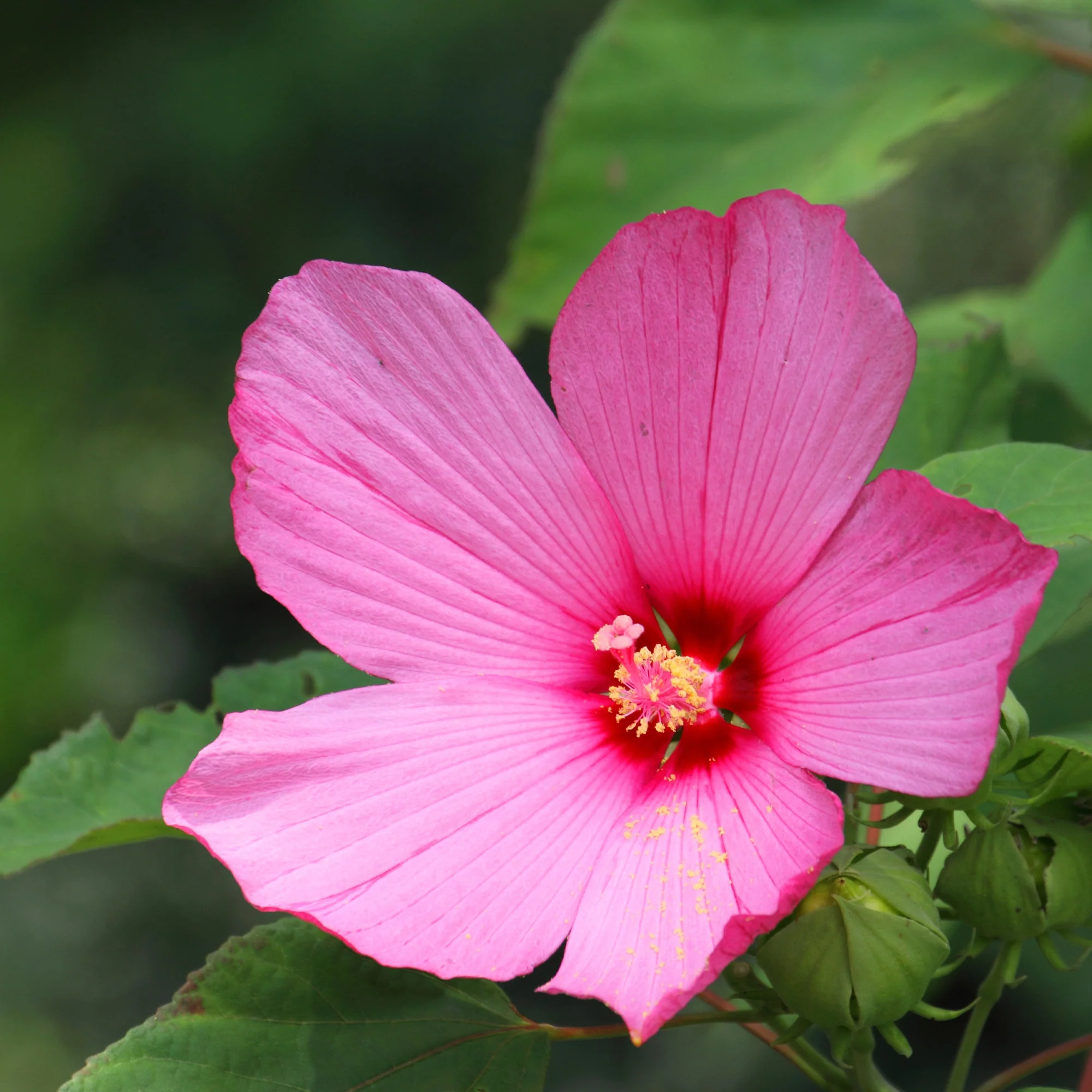 Hibiscus des marais - Image 2