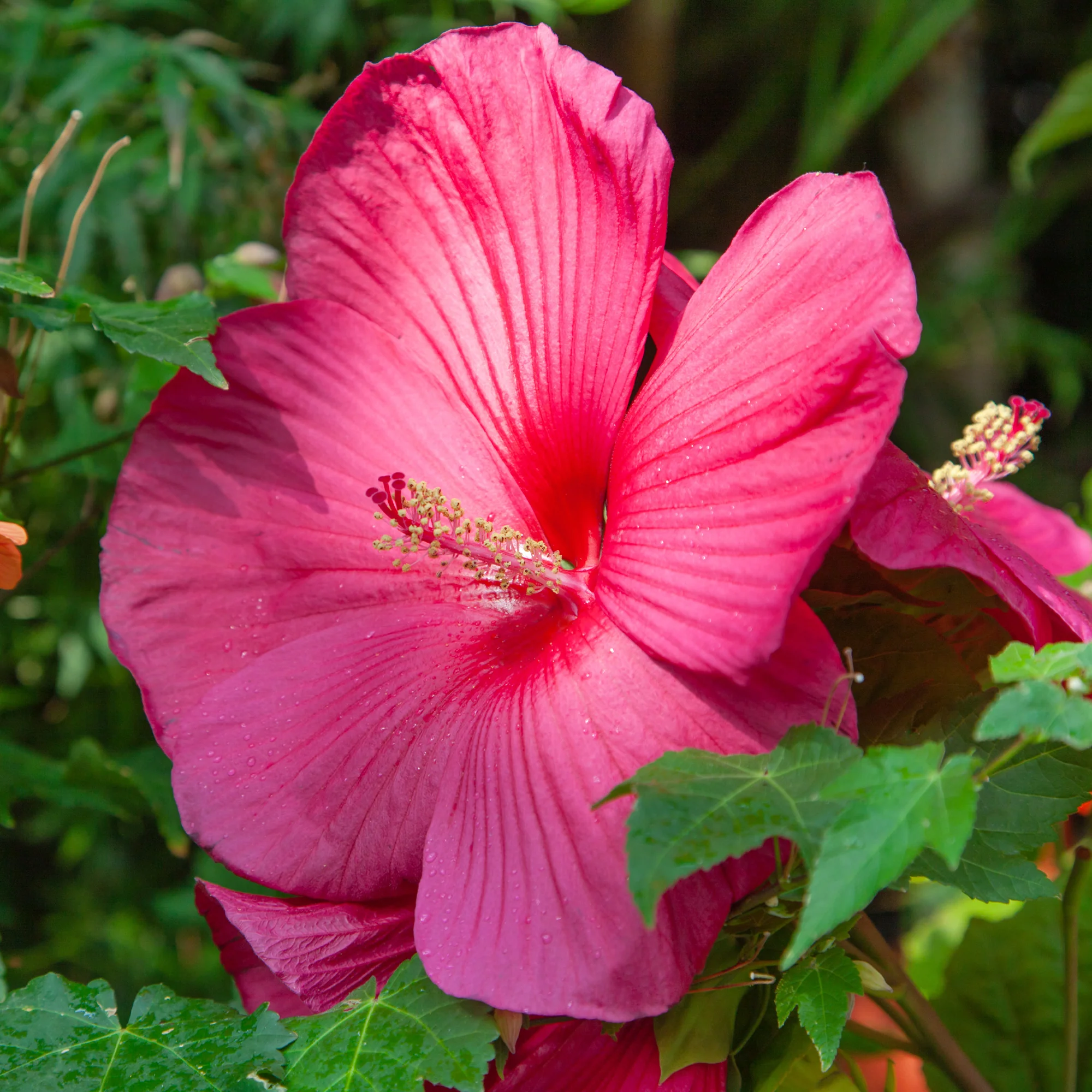 Hibiscus des marais - Image 3