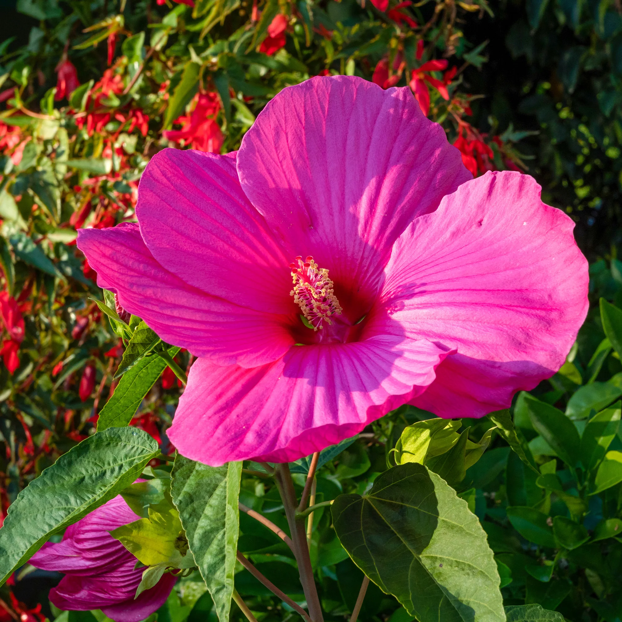 Hibiscus des marais Extreme Magenta ®