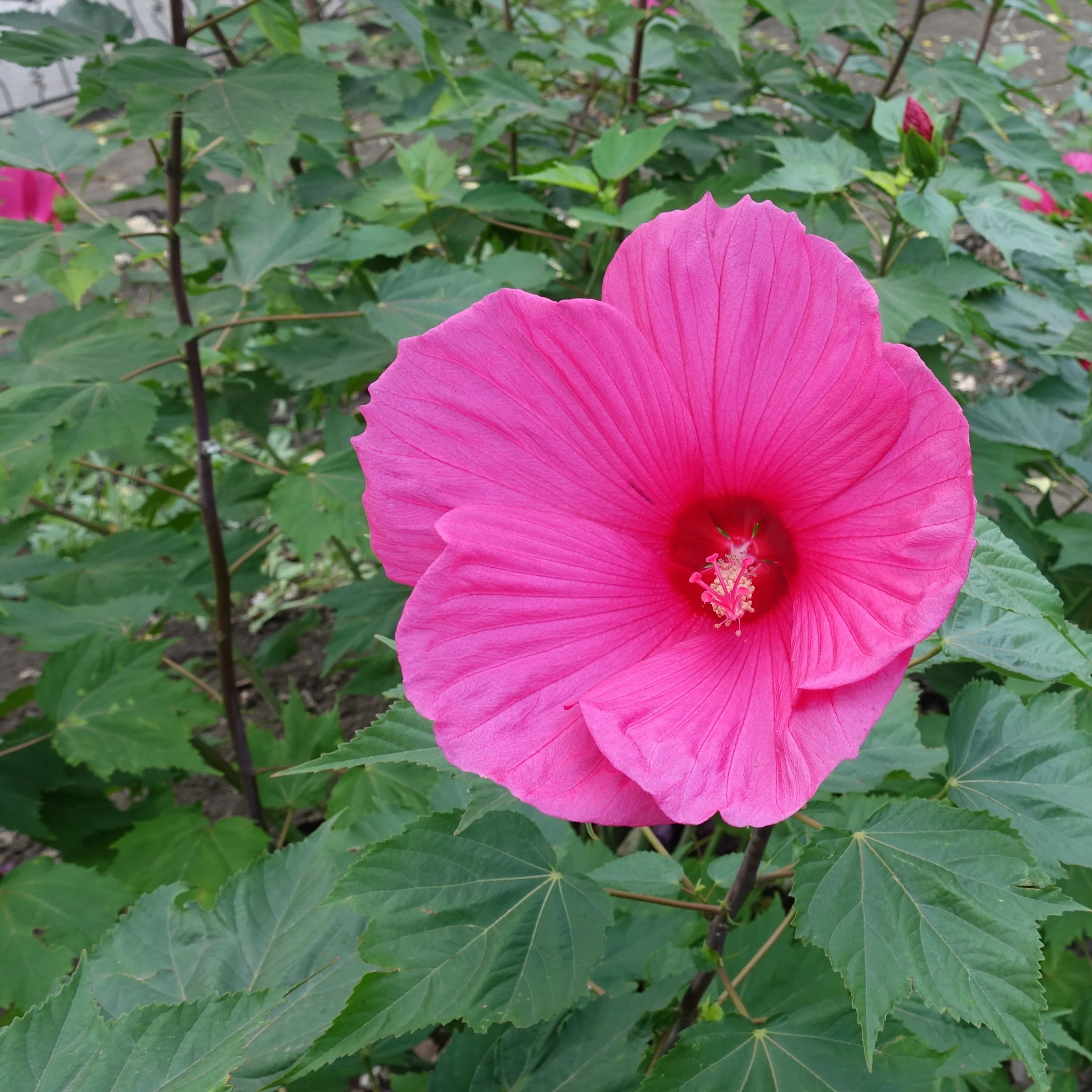 Hibiscus des marais Extreme Magenta ® - Image 2