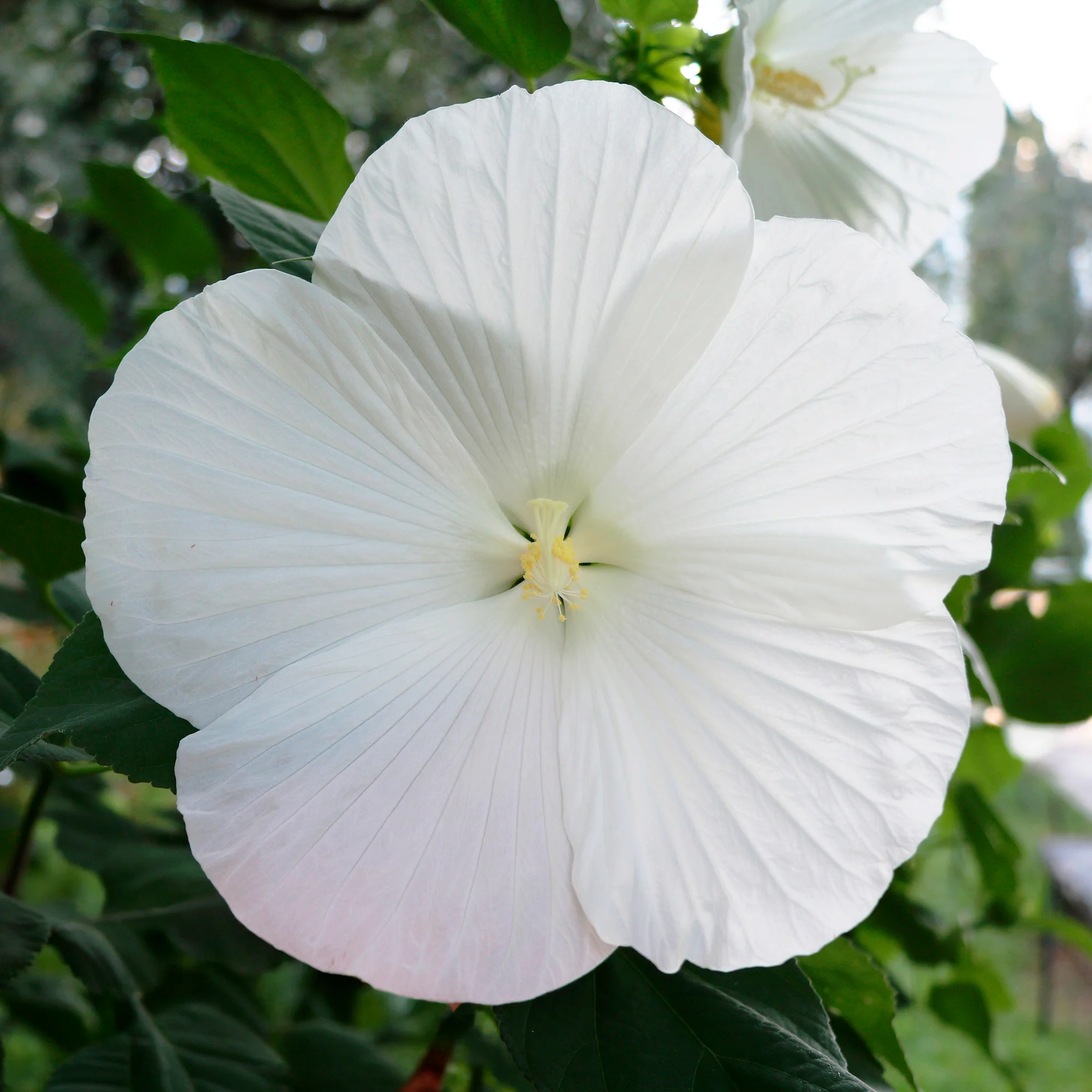 Hibiscus des marais Extreme Pure White