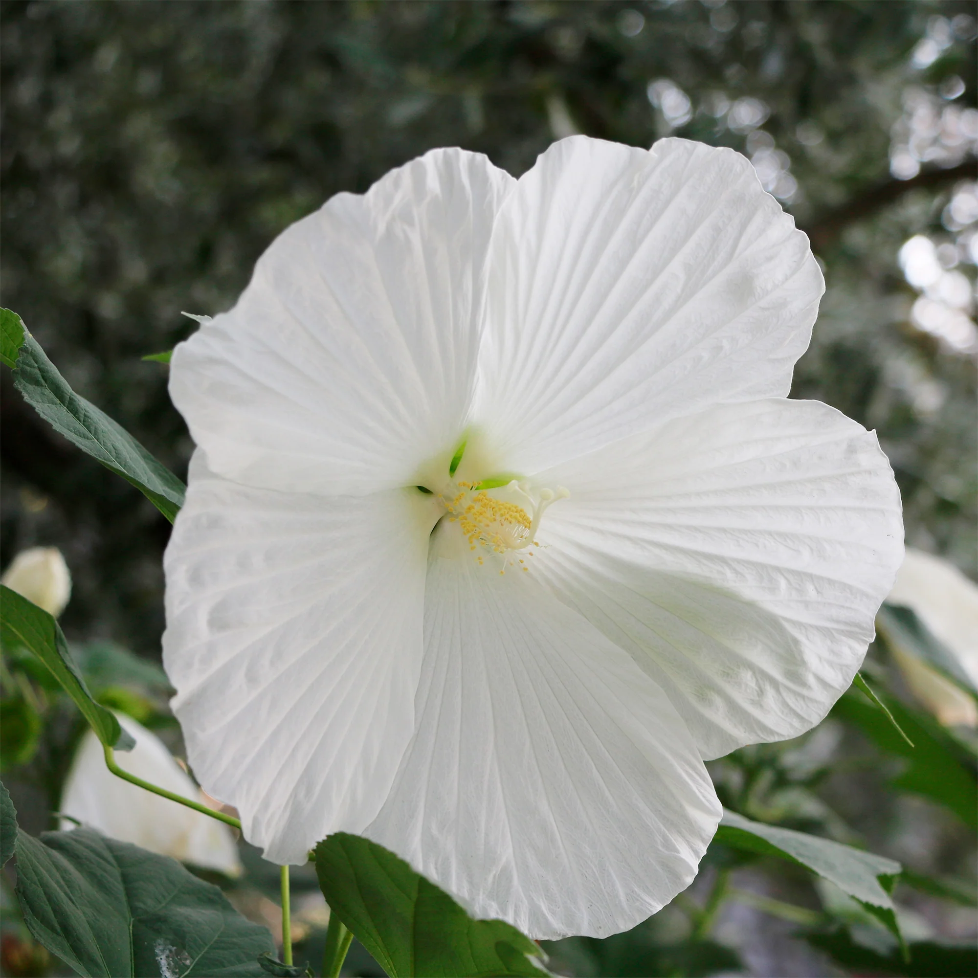 Hibiscus des marais Extreme Pure White - Image 3