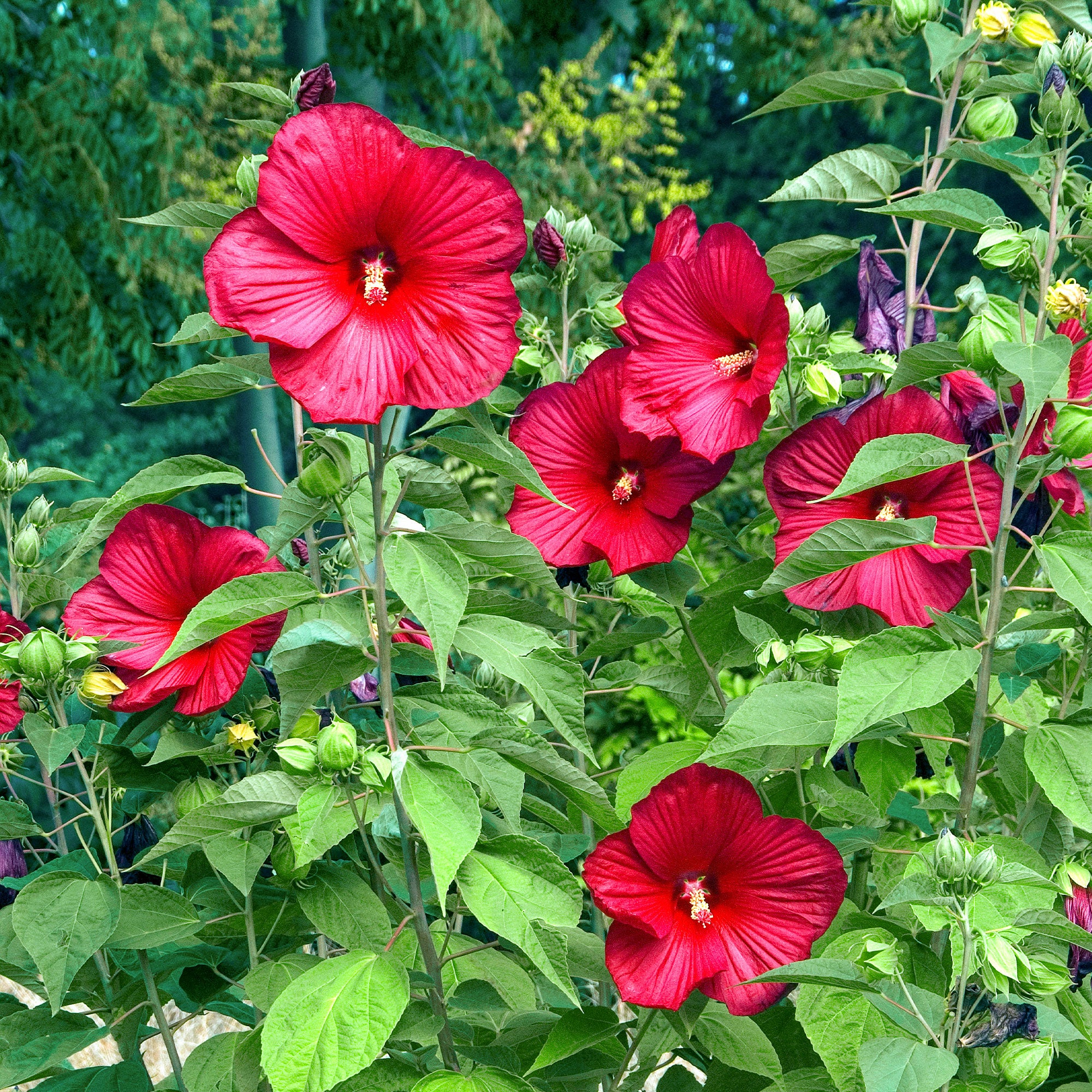 Hibiscus des marais Luna red