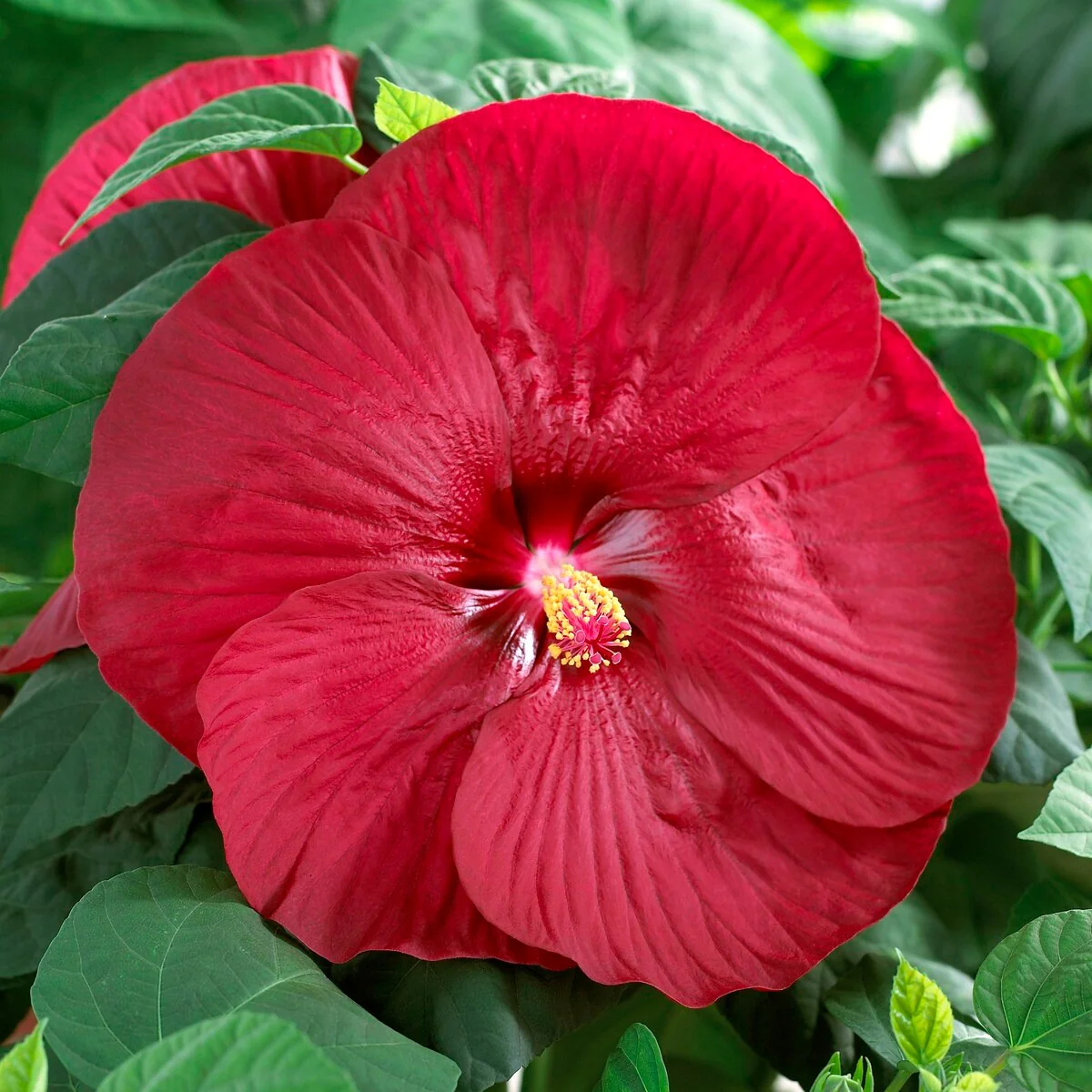 Hibiscus des marais Luna red - Image 2