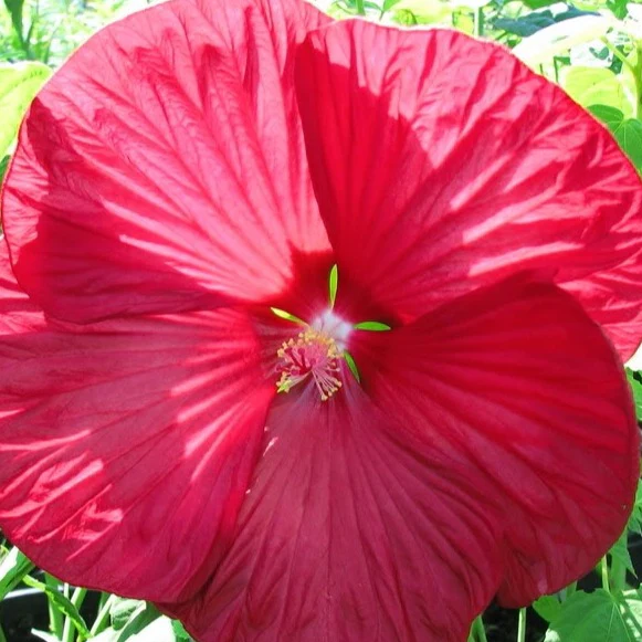 Hibiscus des marais Luna red - Image 3
