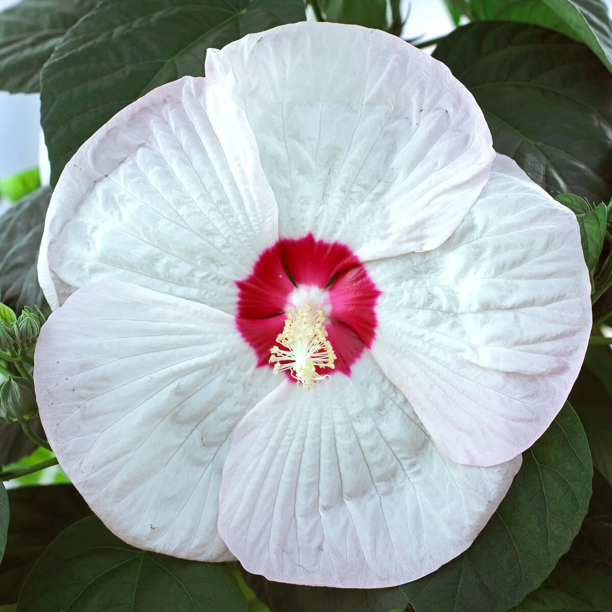 Hibiscus des marais Luna White - Image 2