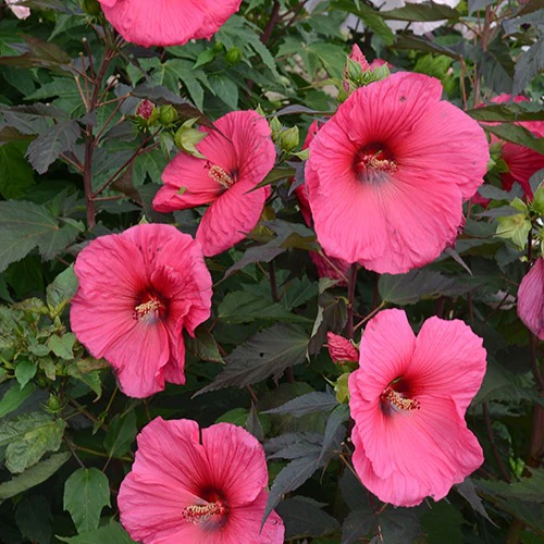 Hibiscus des marais Planet®Griotte Tangri